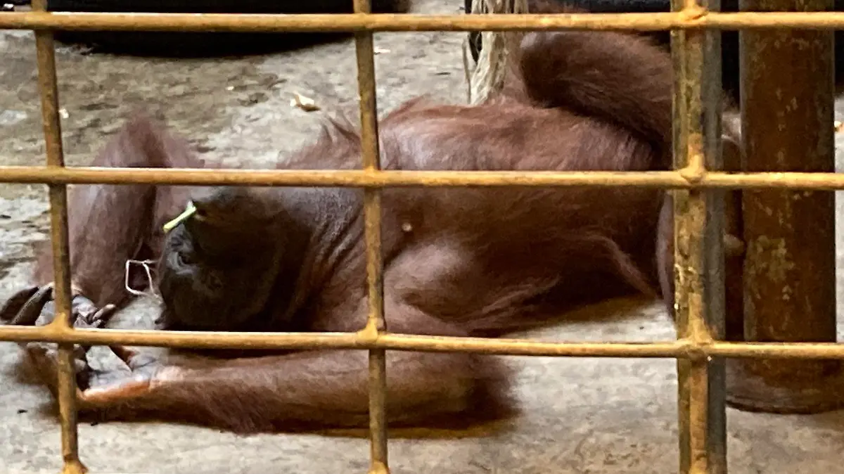 23.10.2022, Thailand, Bangkok: Ein Orang-Utan liegt auf dem Betonboden in seinem Käfig im Pata Zoo. Der Zoo auf dem Dach eines Einkaufszentrums in Bangkok wird auch als "Höllen-Zoo" bezeichnet. (zu dpa «Neues Ringen um Bua Noi · Thailands einziger Gorilla im Horror-Zoo») Foto: Carola Frentzen/dpa +++ dpa-Bildfunk +++