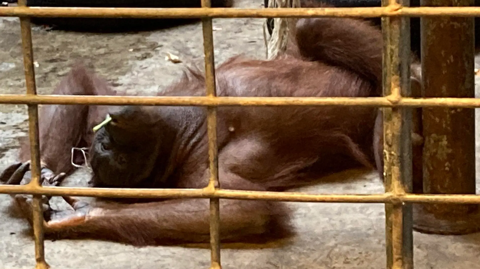 23.10.2022, Thailand, Bangkok: Ein Orang-Utan liegt auf dem Betonboden in seinem Käfig im Pata Zoo. Der Zoo auf dem Dach eines Einkaufszentrums in Bangkok wird auch als "Höllen-Zoo" bezeichnet. (zu dpa «Neues Ringen um Bua Noi · Thailands einziger Gorilla im Horror-Zoo») Foto: Carola Frentzen/dpa +++ dpa-Bildfunk +++