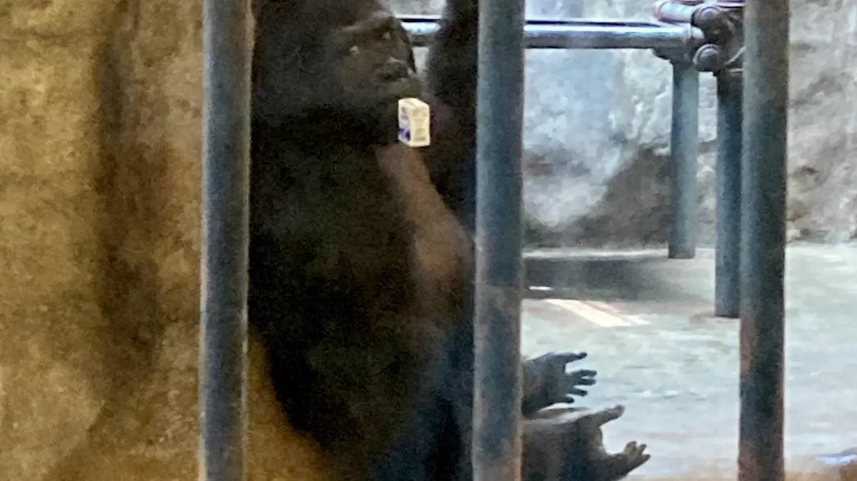 23.10.2022, Thailand, Bangkok: Das Gorilla-Weibchen Bua Noi. Die Primatin lebt seit mehr als 30 Jahren in dem als "Höllen-Zoo" betitelten Zoo auf Betonboden ohne Tageslicht oder Natur. Sie ist Thailands einziger Gorilla. (zu dpa «Neues Ringen um Bua Noi · Thailands einziger Gorilla im Horror-Zoo») Foto: Carola Frentzen/dpa +++ dpa-Bildfunk +++