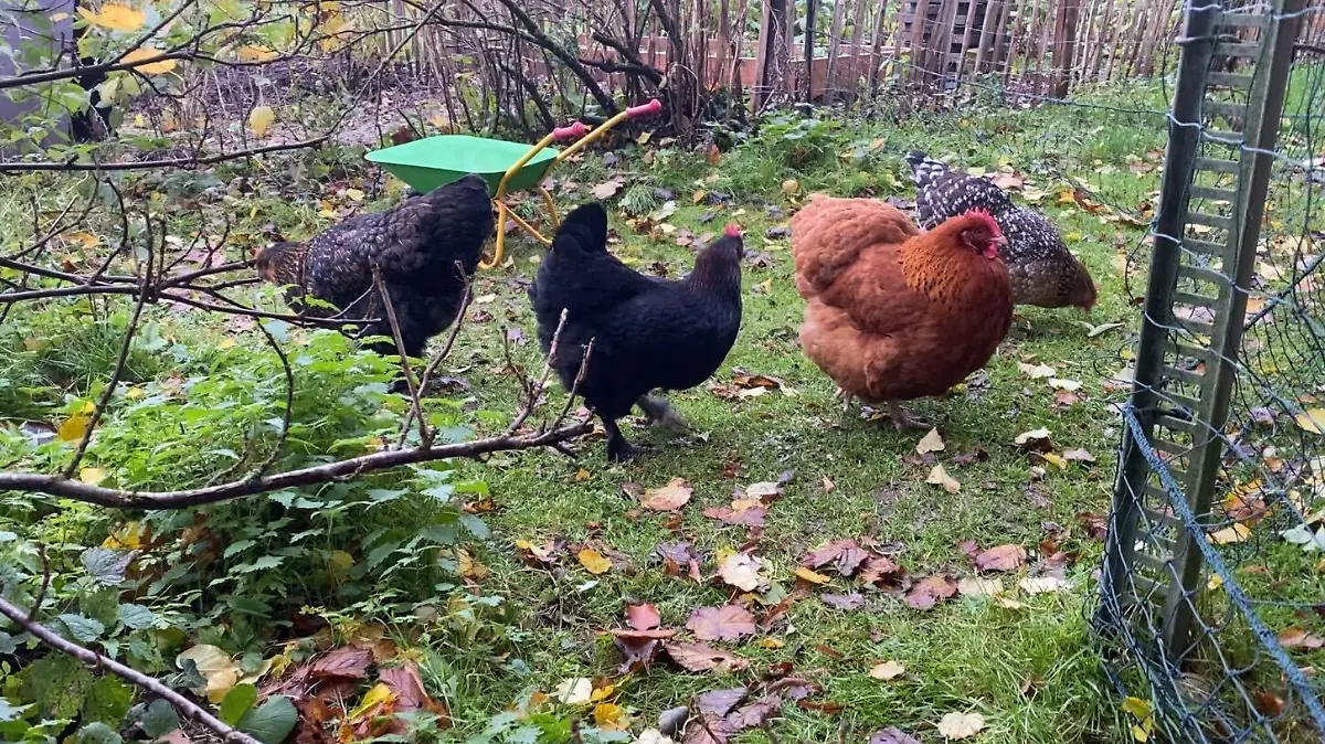 Die vier Miet-Hühner Missy, Ronja, Barbara und Berta.