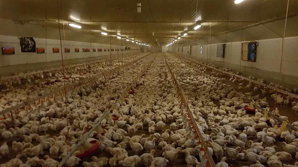 In diesem Hähnchenmastbetrieb in Thüringen haben Tierschützer verdeckt gefilmt.