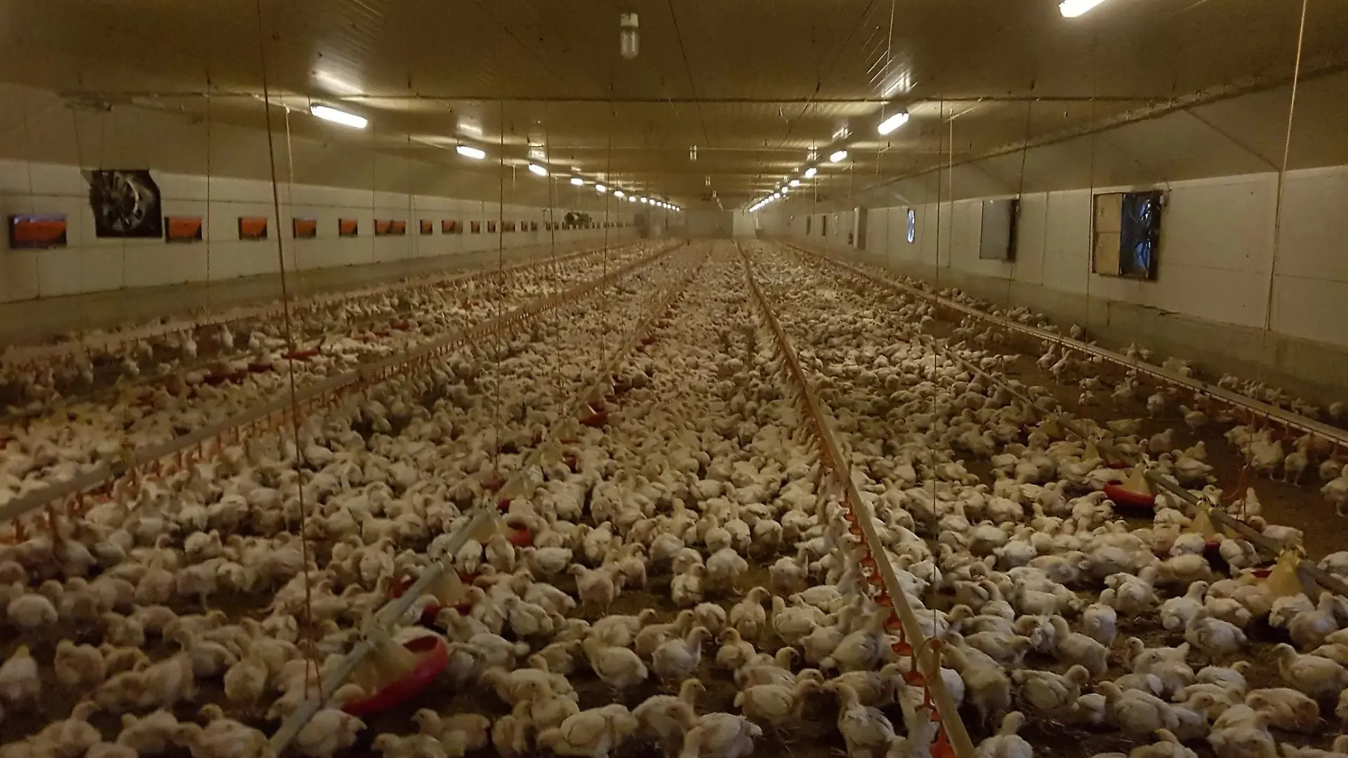 In diesem Hähnchenmastbetrieb in Thüringen haben Tierschützer verdeckt gefilmt.