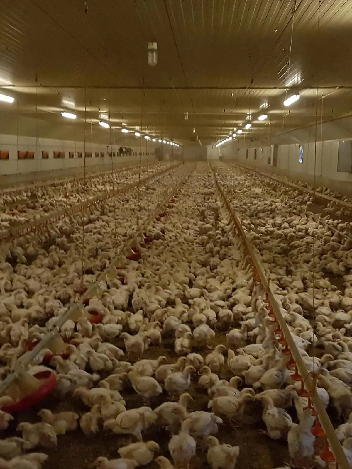 In diesem Hähnchenmastbetrieb in Thüringen haben Tierschützer verdeckt gefilmt.