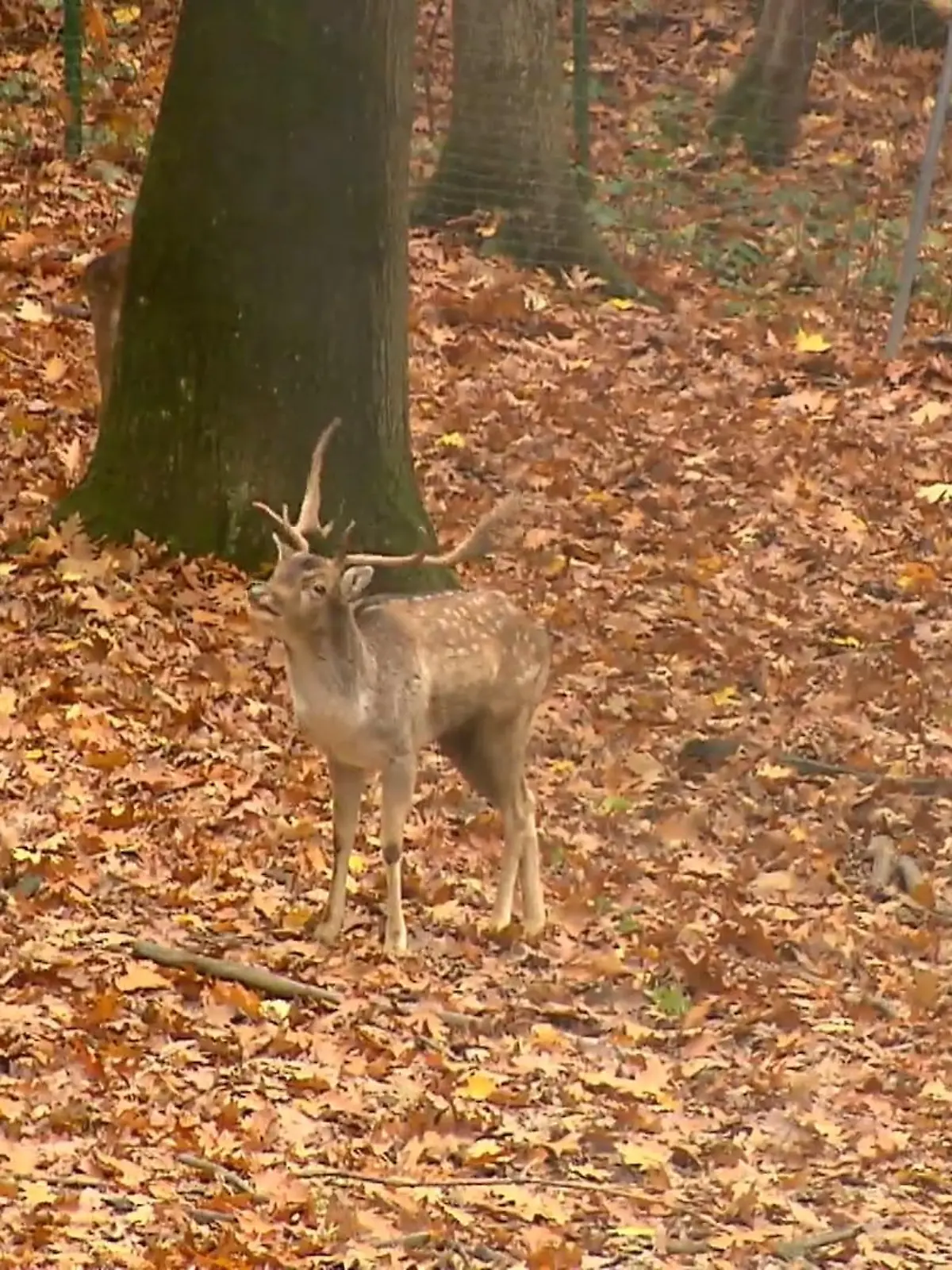 Bild zu: "Hirsch in Solingen gestorben"