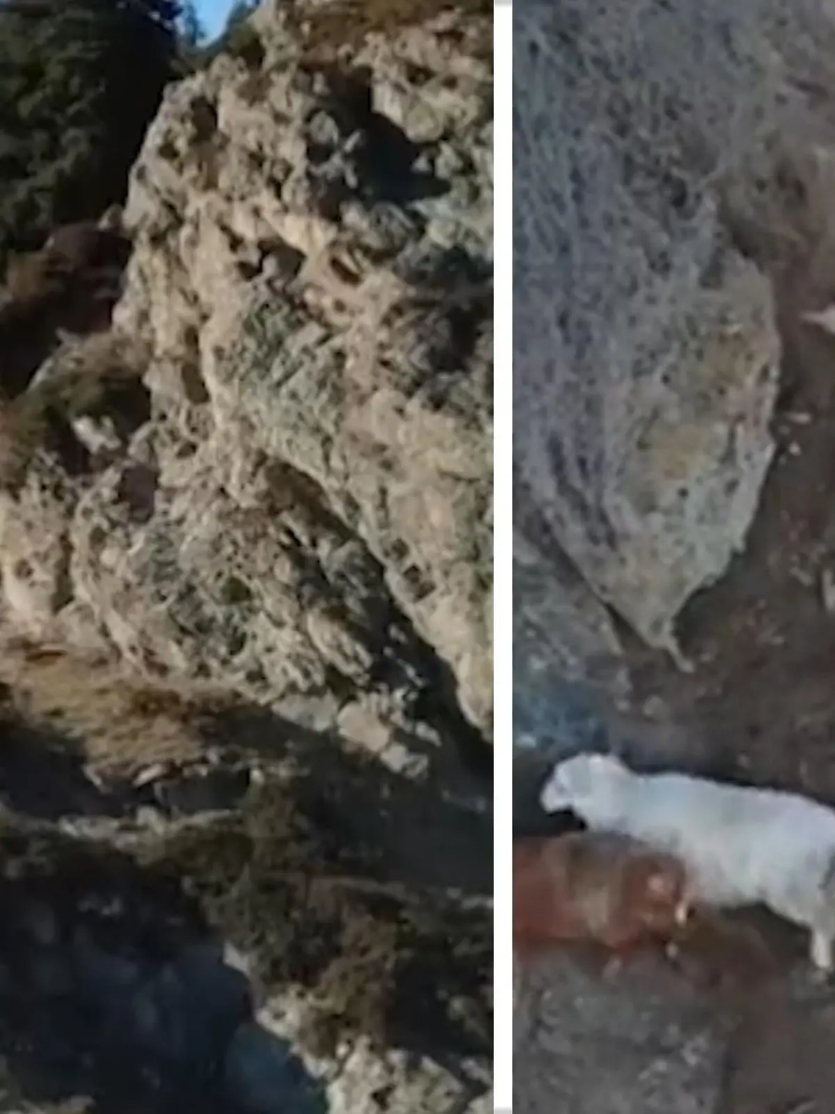Tierischer Großeinsatz! Acht Stunden dauerte es, bis die Einsatzkräfte bei Schneesturm den Berg und damit ihr Ziel erreichten, um insgesamt 14 Schafe aus ihrer Misere zu befreien.