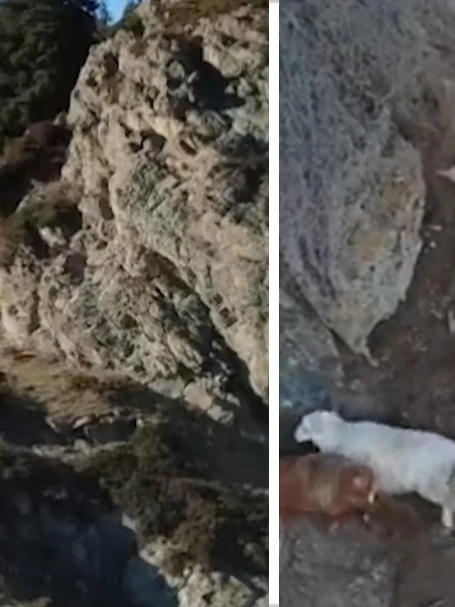 Tierischer Großeinsatz! Acht Stunden dauerte es, bis die Einsatzkräfte bei Schneesturm den Berg und damit ihr Ziel erreichten, um insgesamt 14 Schafe aus ihrer Misere zu befreien.