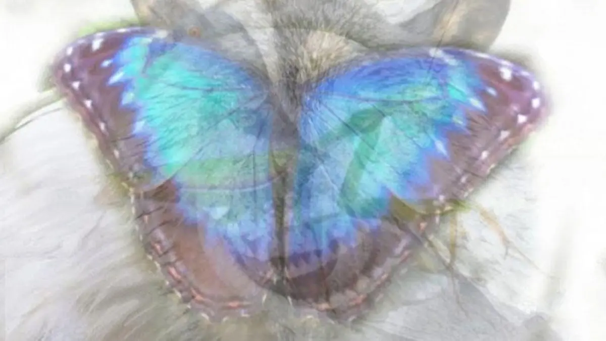 Sie haben zuerst den Schmetterling entdeckt?