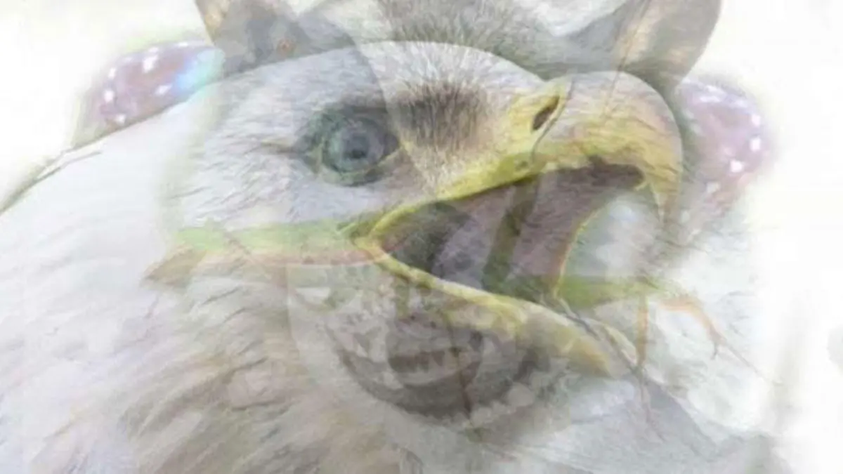Der Adler fiel Ihnen als Erstes auf?