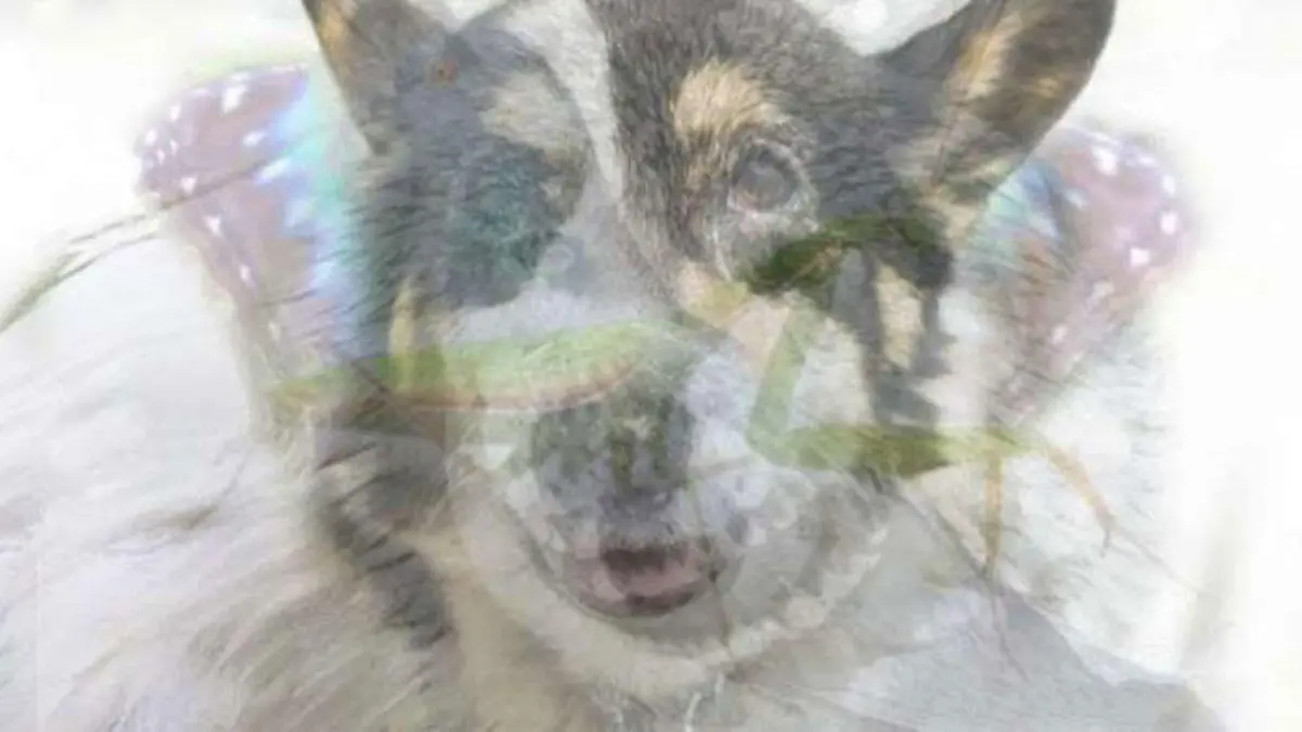 Der Hund fiel Ihnen ins Auge?
