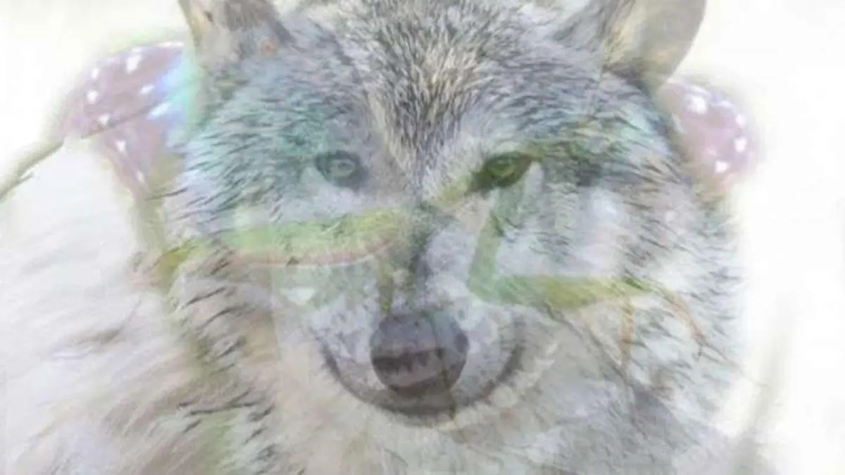 Sind sie ein Wolf auf der Suche nach Beute?