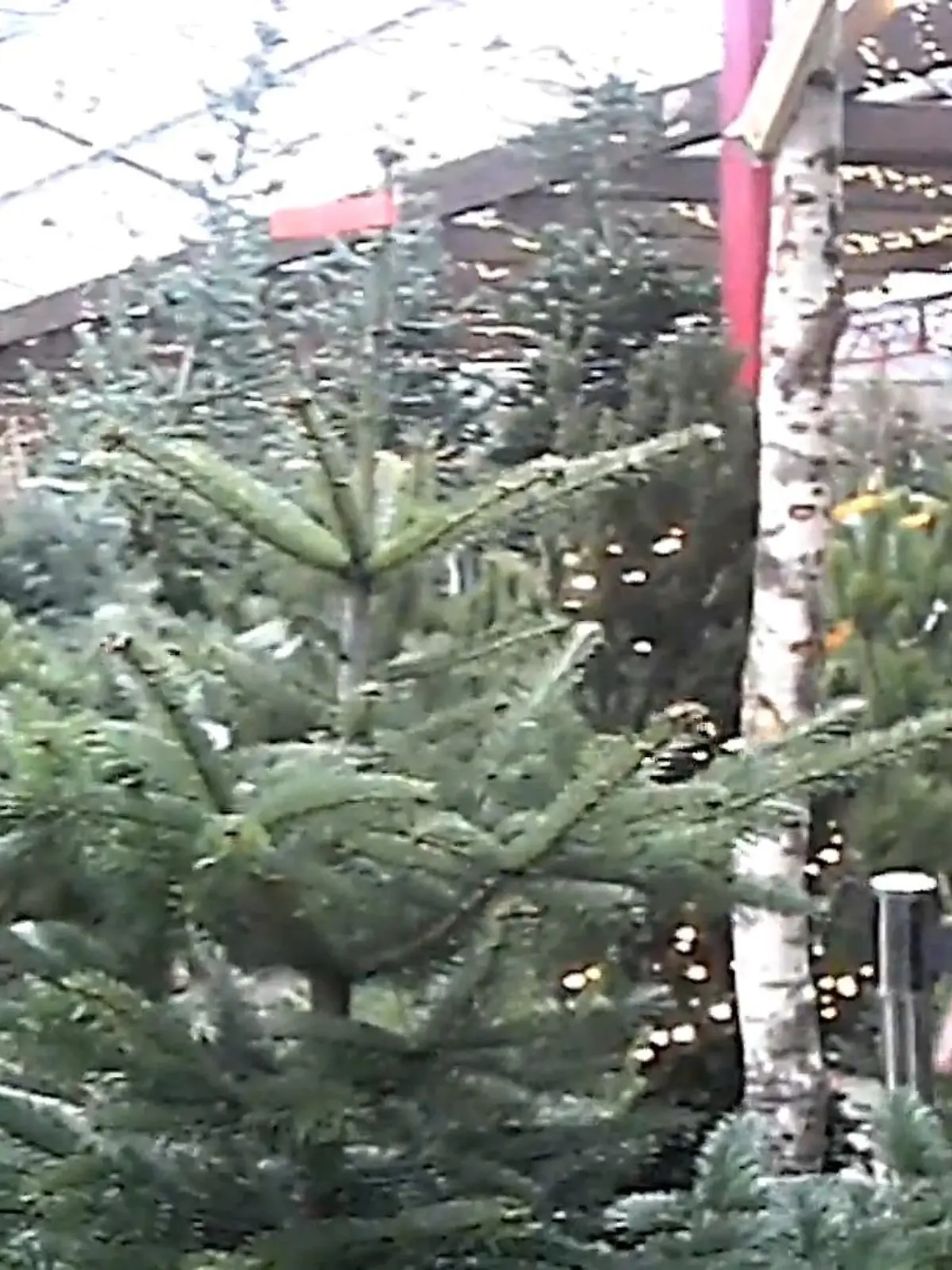 RTL-Reporter Sascha Winkel fragt sich das schon lange und hat sich jetzt mit versteckter Kamera auf einen Weihnachtsbaum-Großeinkauf gemacht! Was dabei herausgekommen ist und, wie ihr eure Weihnachtsbäume länger haltbar machen könnt, erfahrt ihr oben im Video. (mjä)
