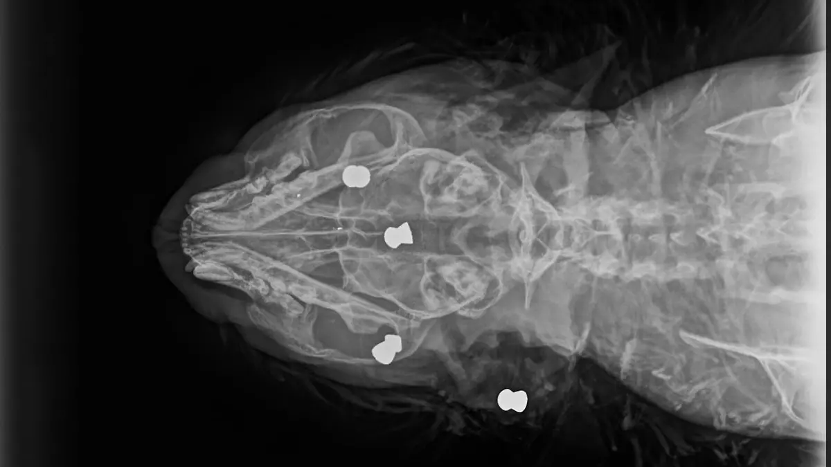 Fünf Projektile stecken im Körper des Katers - vier davon im Kopf.