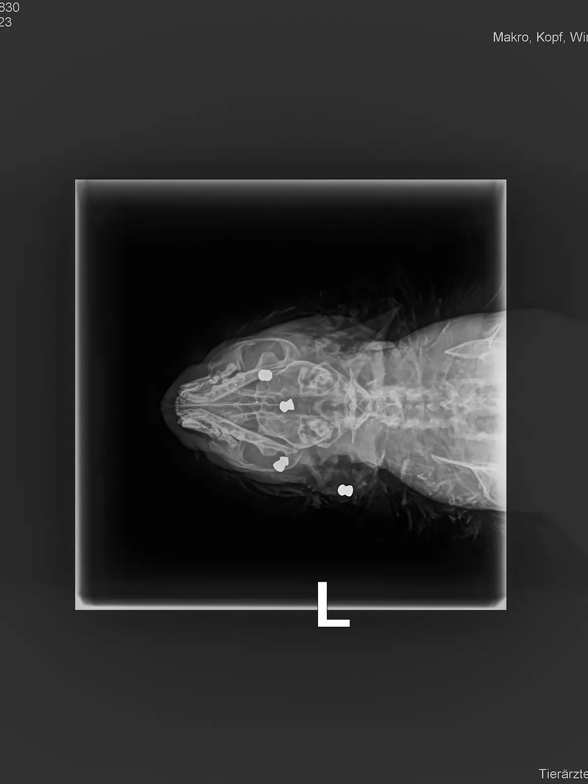 Fünf Projektile stecken im Körper des Katers - vier davon im Kopf.