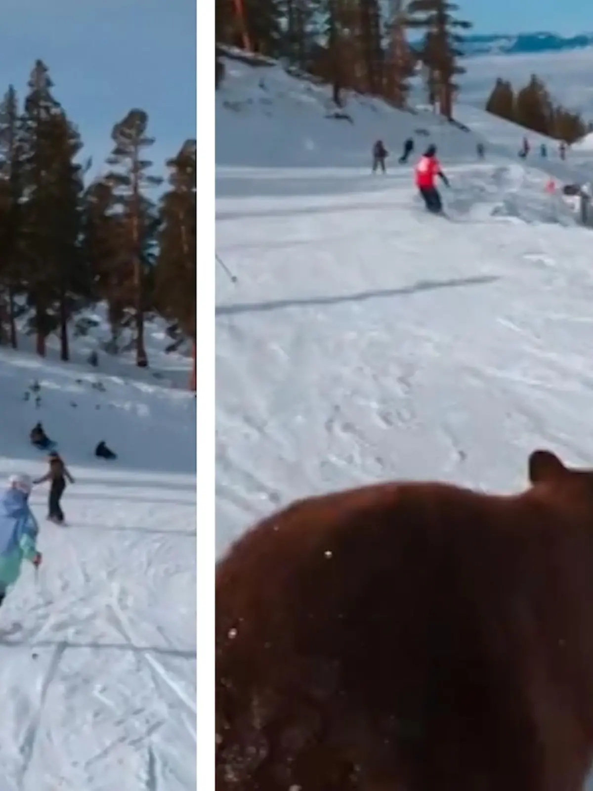 Auf dieser Piste ist der Bär los!

Diese Skifahrer und Snowboarder trauen ihren Augen kaum, welcher pelzige Wintersportler sich hier in einem Affenzahn zu ihnen auf die Piste gestellt. Ob es tatsächlich zum Zusammenstoß zwischen Schwarzbär und Skifahrern kommt, erfahrt ihr im Video.