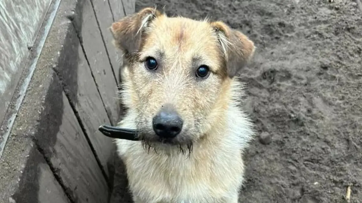 Hund Fudge