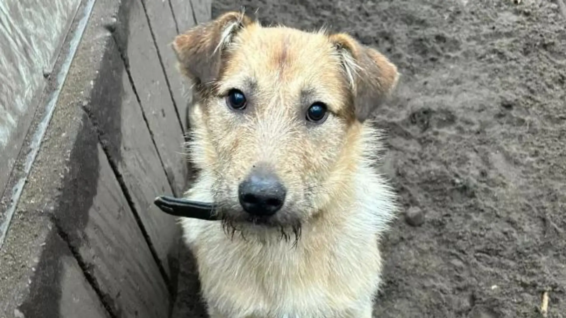 Hund Fudge