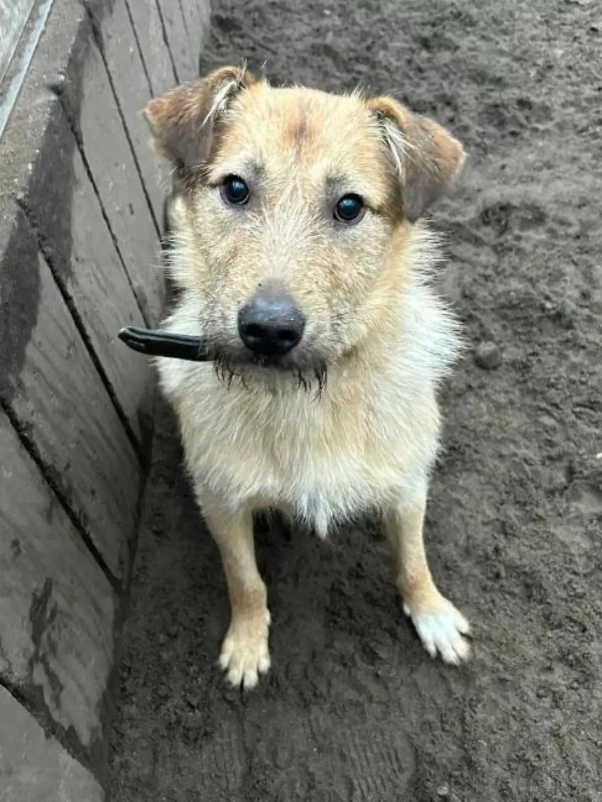 Hund Fudge