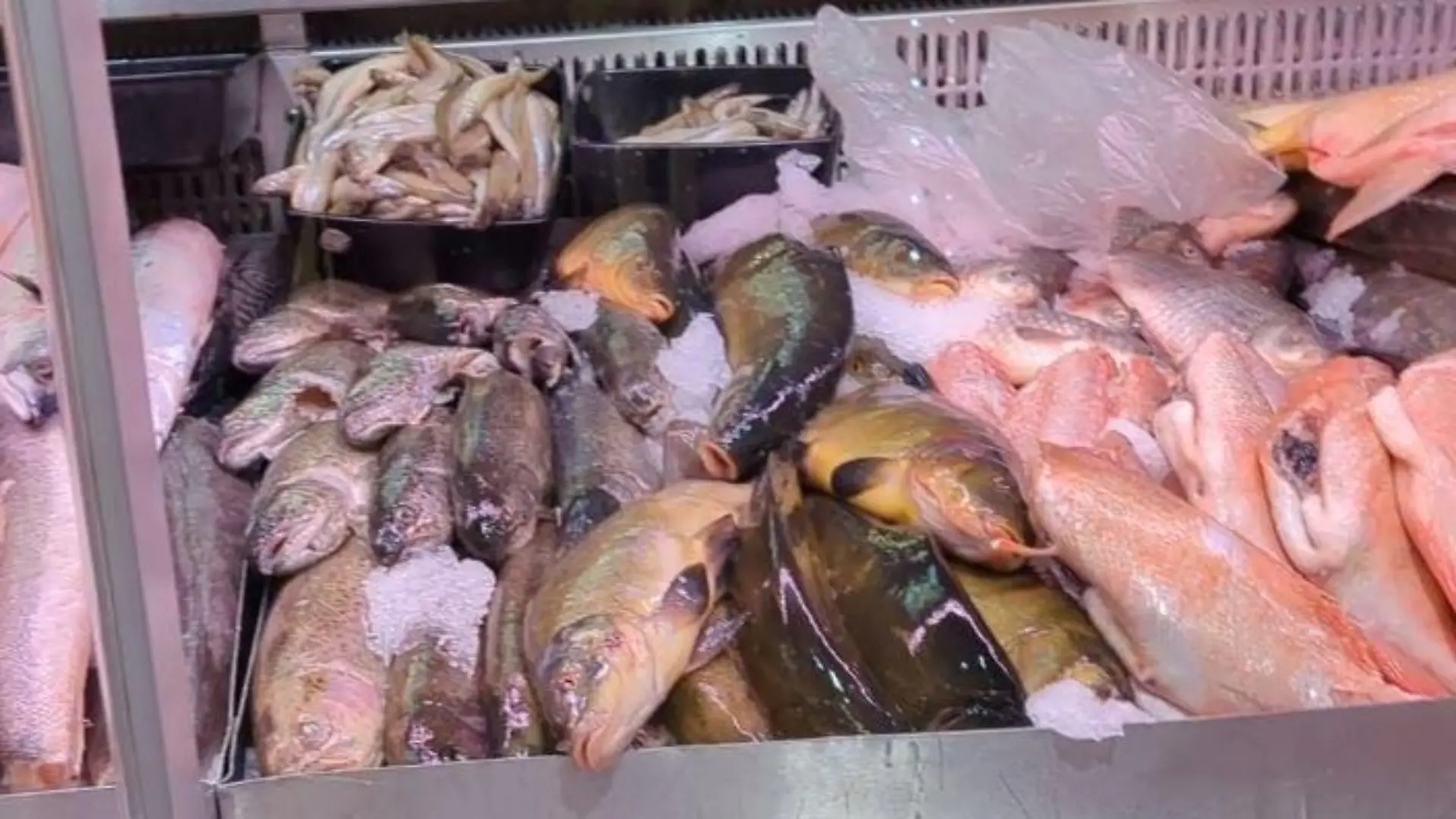 Schwere Vorwürfe an Leimener Supermarkt: Karpfen in Fischtheke erstickt