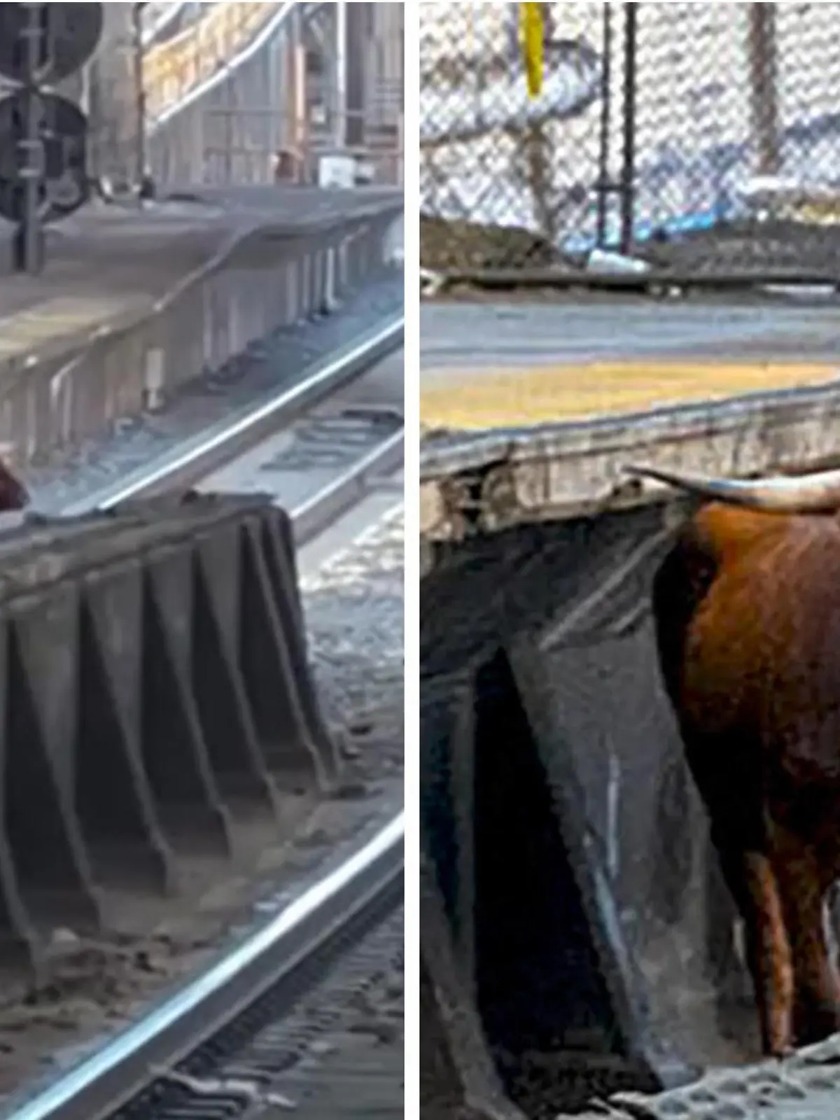 Ein Bulle hat am Donnerstag in Newark (New Jersey) für verspätete Züge gesorgt. Das Tier hat sich in einem Gleisbett an der Penn Station verlaufen. Wie der Bulle dorthin gekommen ist, ist unklar. Die Polizei konnte ihn jedoch nach 45 Minuten in einem eingezäunten Bereich einfangen. Erst dann konnten auch die Züge wieder rollen. Verletzt wurde bei dem Vorfall niemand und auch der Bulle wurde in ein Tierheim gebracht, um behandelt zu werden.