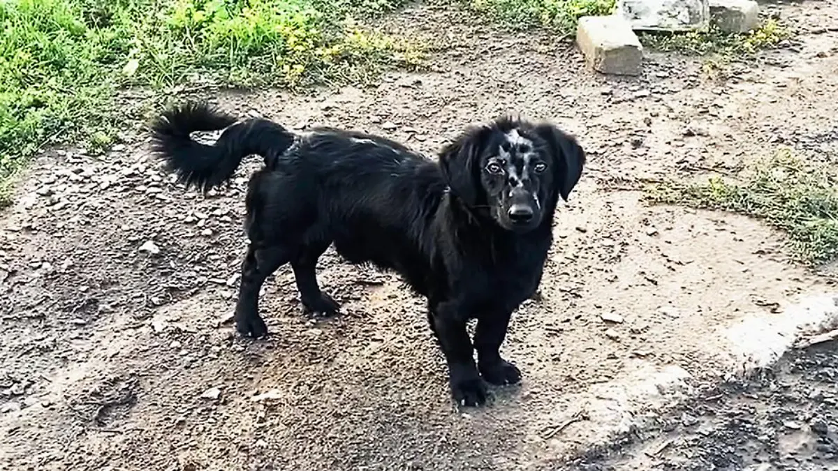 Ukrainischer Hund aus dem Dorf Kamjanka.