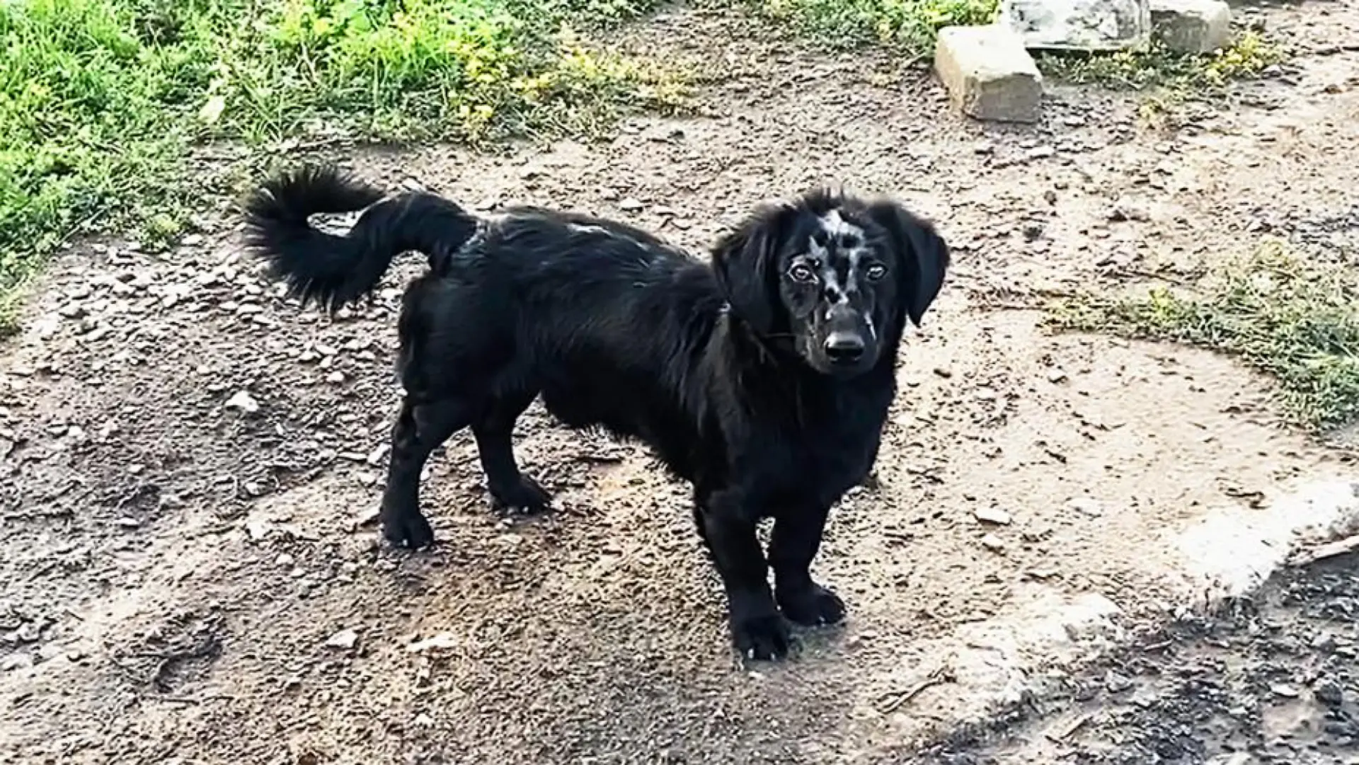 Ukrainischer Hund aus dem Dorf Kamjanka.