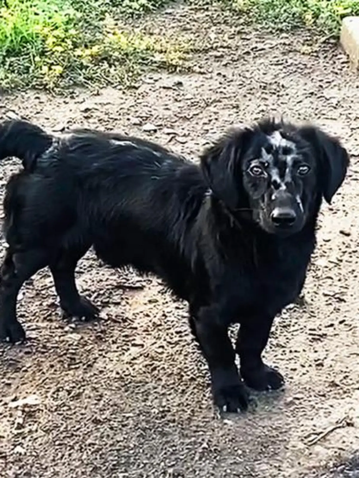 Ukrainischer Hund aus dem Dorf Kamjanka.