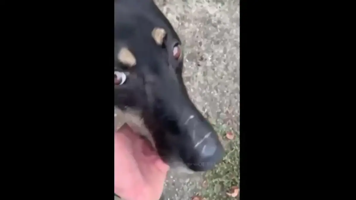 Hund mit eingeritztem "Z"