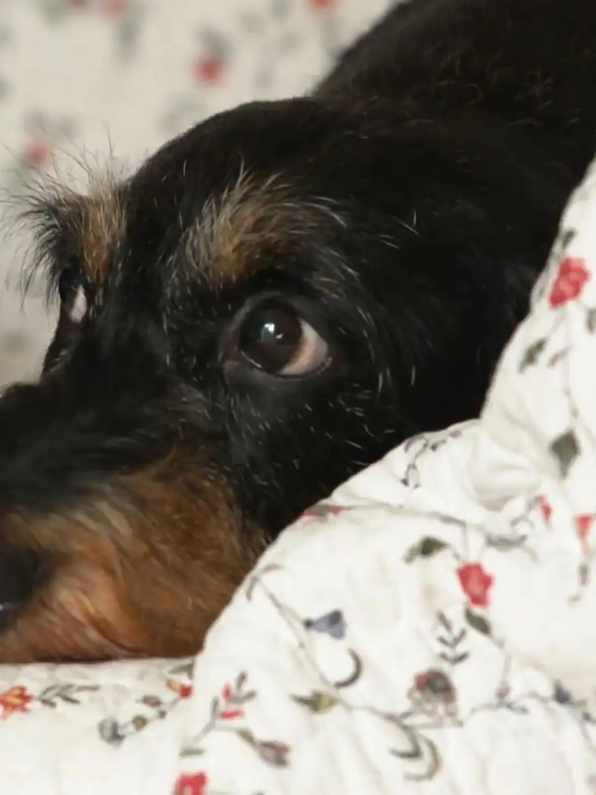 Seid ihr auch schon auf den Hund - beziehungsweise auf den Dackel - gekommen? Gefühlt sieht man den kleinen Vierbeine gerade überall. Wieso er so beliebt ist, haben uns eine Dackel-Züchterin und Hundeprofi Martin Rütter verraten.