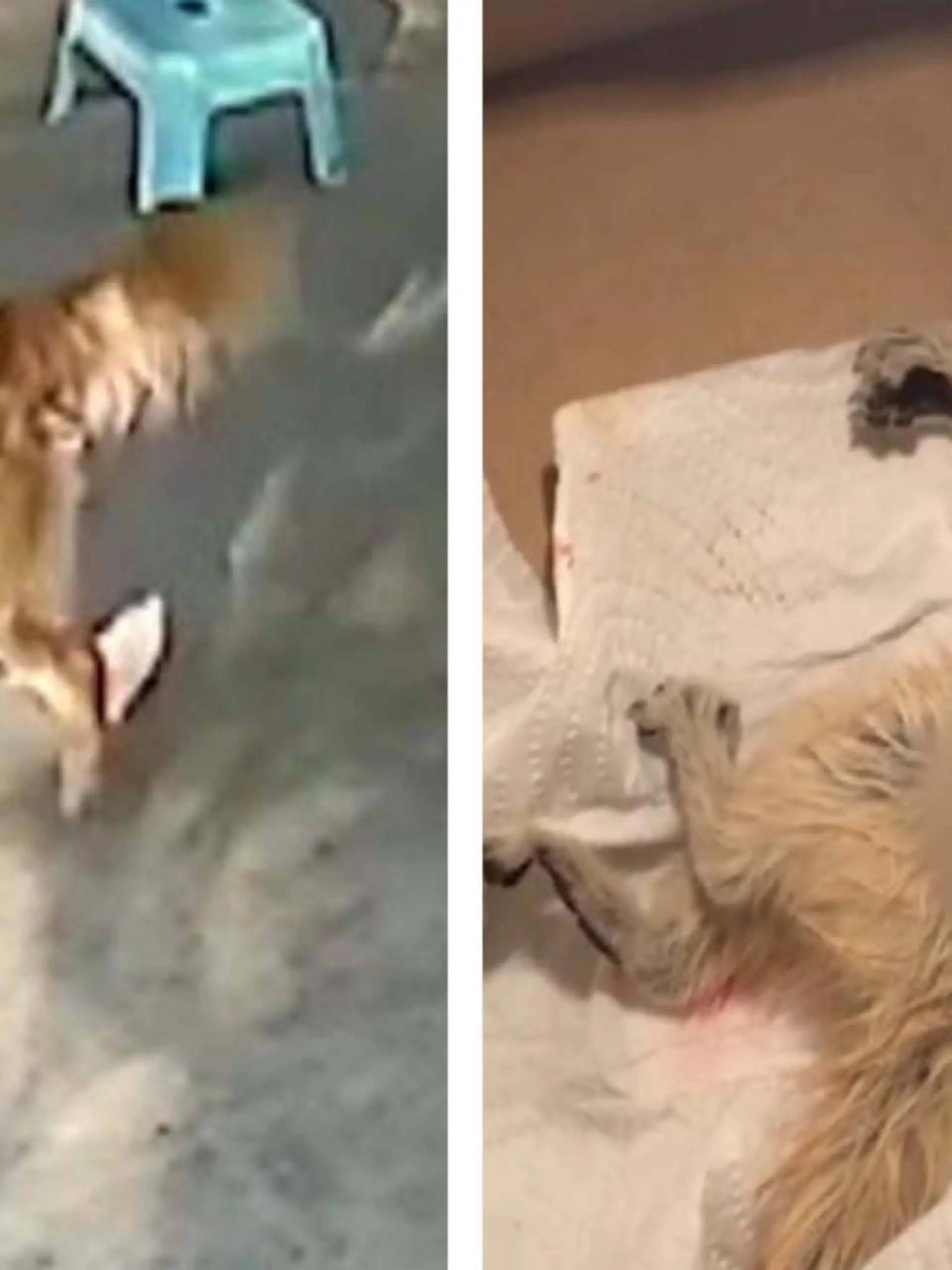 Dieser Hund wird zu einem wahren Helden. Plötzlich bringt er seinem Herrchen ein verletztes Eichhörnchen zur Arbeit und läuft nervös umher. Der Hundebesitzer versteht sofort was sein Hund von ihm möchte.