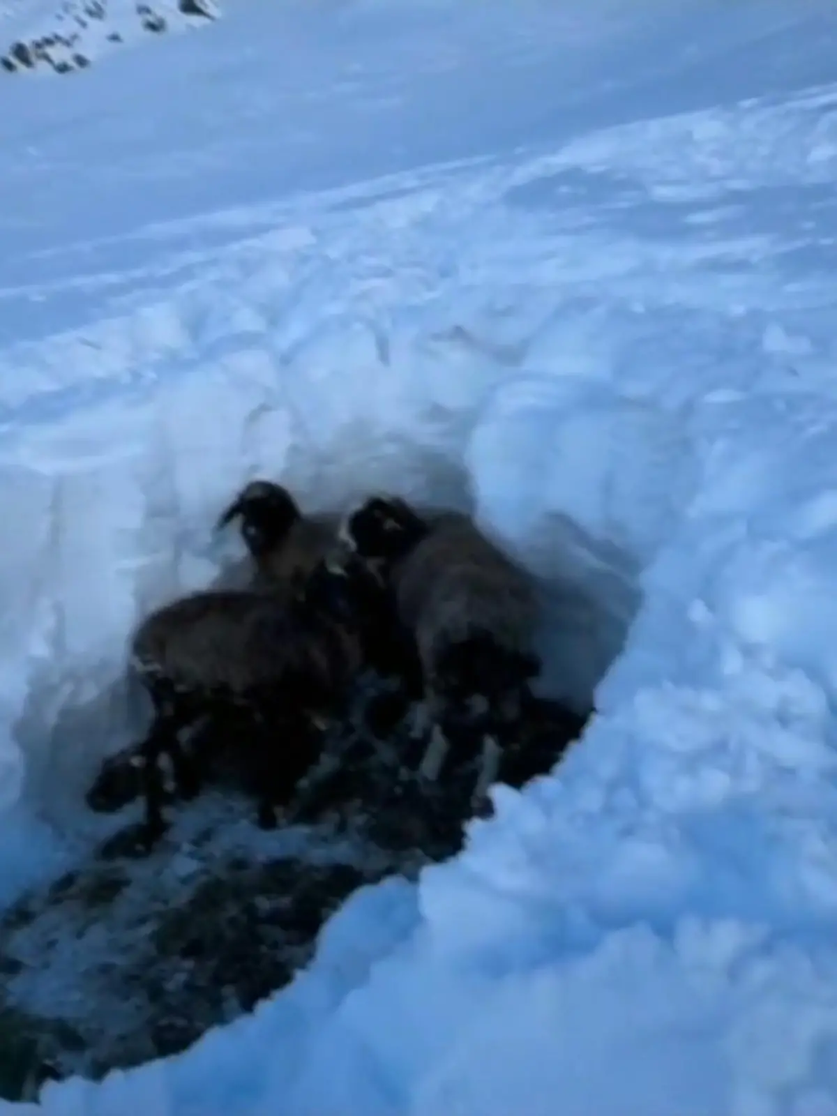 Ohne Hilfe hätten die Tiere womöglich keine Chance gehabt. Die Feuerwehr hat in Norditalien drei Schafe befreit. Sie waren im Schnee steckengeblieben.