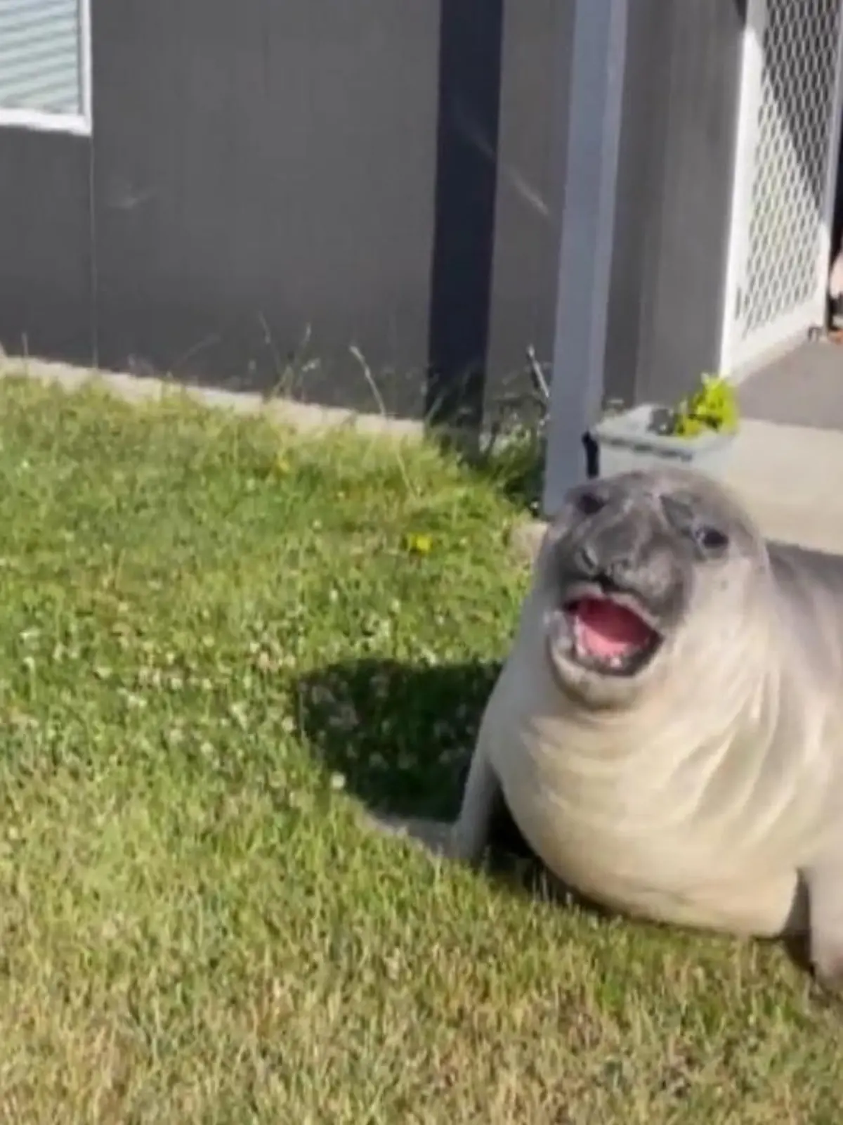 Auf einer Insel in Australien macht ein Seehund immer häufiger Landgänge und löst damit einen Hype aus. Vor Begeisterung legen die Inselbewohner sogar einen Instagramaccount für das Tier an. Doch scheinbar möchte Neil der Seehund gar nicht mehr ins Meer und dass macht den Behörden Sorgen.