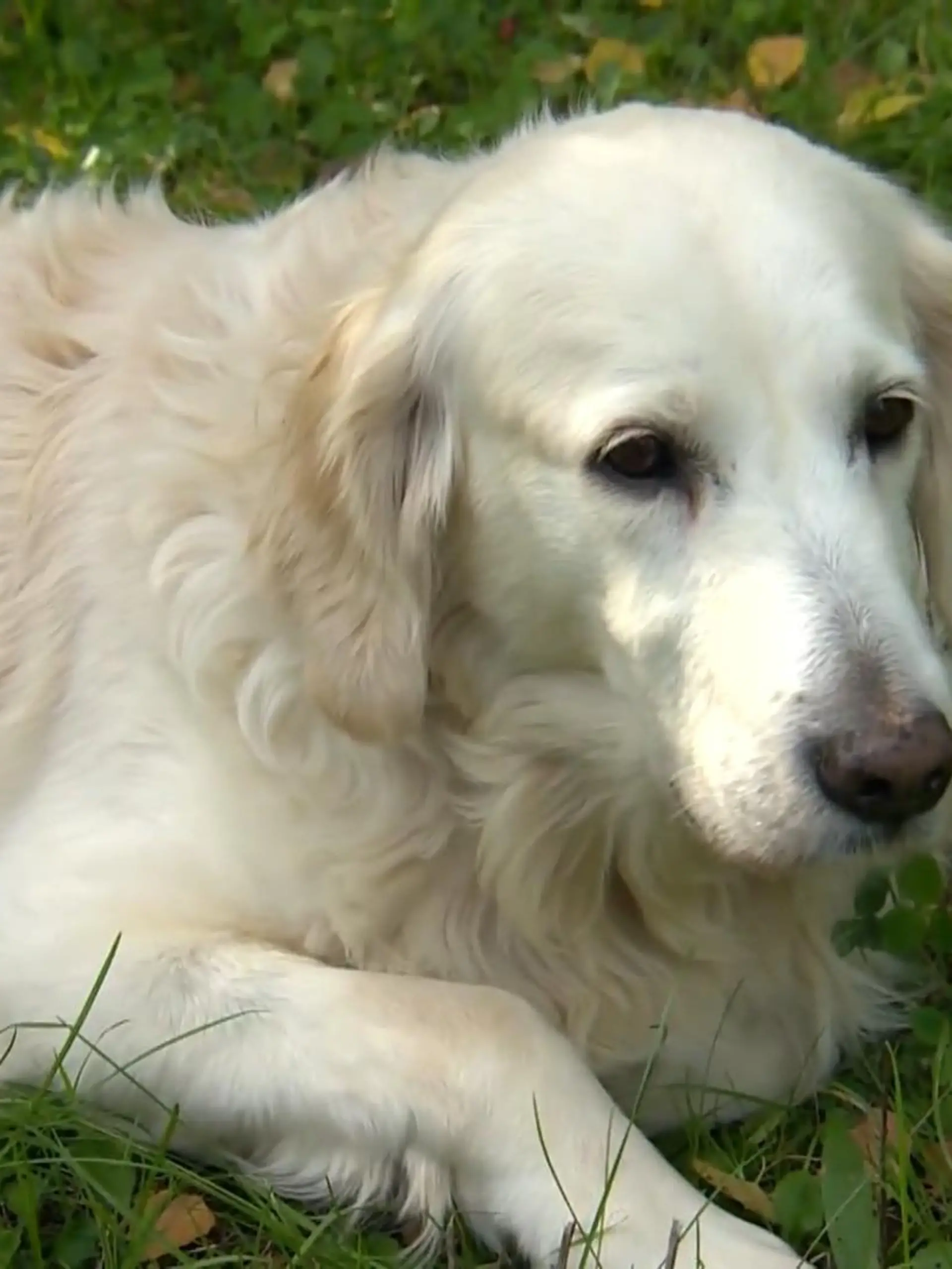 Was für ein Goldschatz, dieser Golden Retriever! Tesina lebt aktuell in der Tierhilfe Franken e.V. und sucht dringend ein neues Zuhause. Und die neuen Besitzer können sich richtig freuen - im Video können Sie Tesina näher kennenlernen.