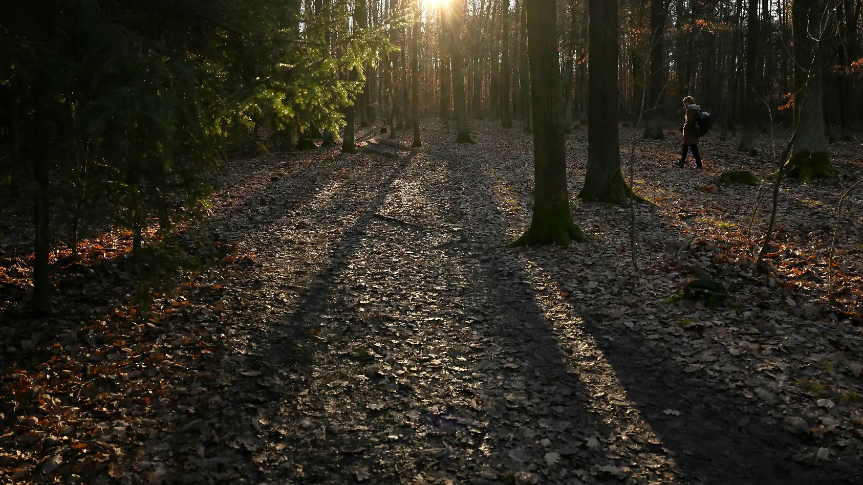 Police seek suspect after runner assaulted in Klánovice Forest