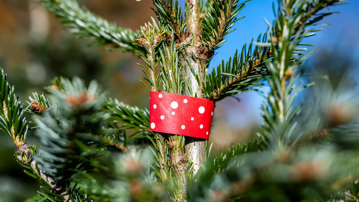 ARCHIV - 09.11.2021, Nordrhein-Westfalen, Bad Sassendorf: Zum Start der Weihnachtsbaumsaison markiert ein rotes Bändchen eine reservierte Nordmann-Tanne auf dem Hof des Familienbetriebs Hendrik Sauer (zu dpa: «Grünere Bäume dank mehr Regen - Nordmanntanne gefragt»). Foto: David Inderlied/dpa +++ dpa-Bildfunk +++