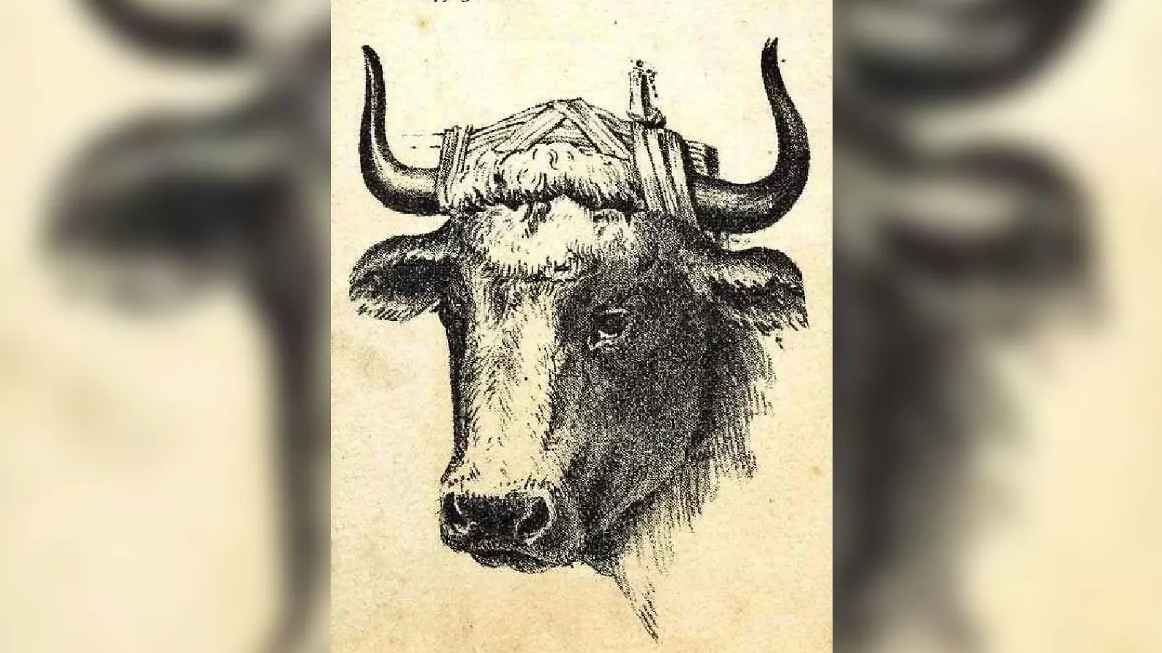 Hier verbirgt sich ein Hirte - nur wo?