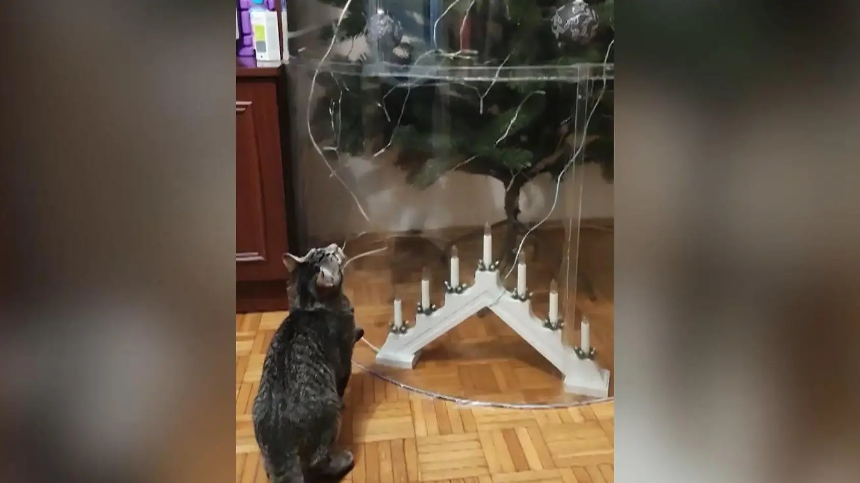 Erfindung trennt Baum und Katze