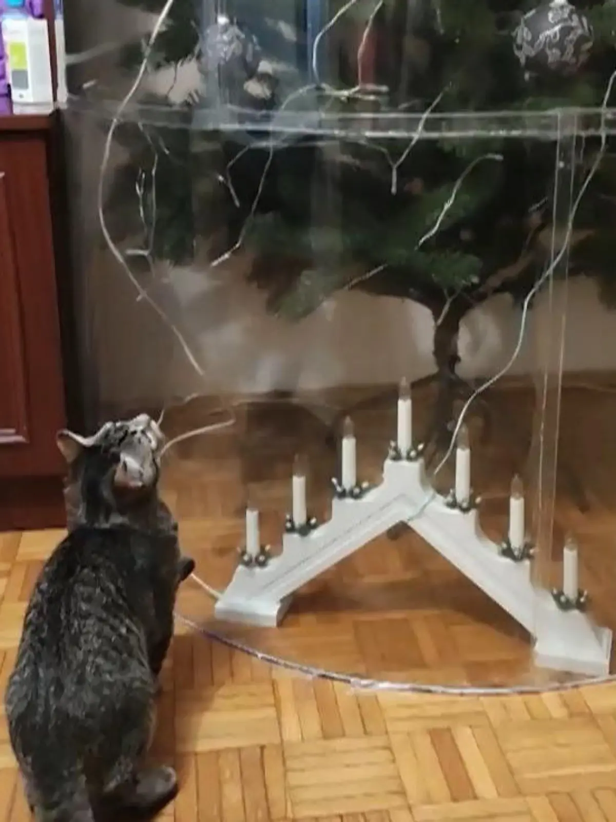 Ja, nicht alle Kombinationen passen zusammen. So reicht es Katzen oft nicht aus, den schön geschmückten Weihnachtsbaum lediglich vom Boden aus zu bestaunen, nein, sie wollen direkt mittenreinspringen. Um das zu vermeiden, hat sich Halyna Stanislavovas Mann eine ganz besondere Kreation einfallen lassen. Ob sie die Mieze wirklich vom Baum trennen kann, seht ihr im Video.