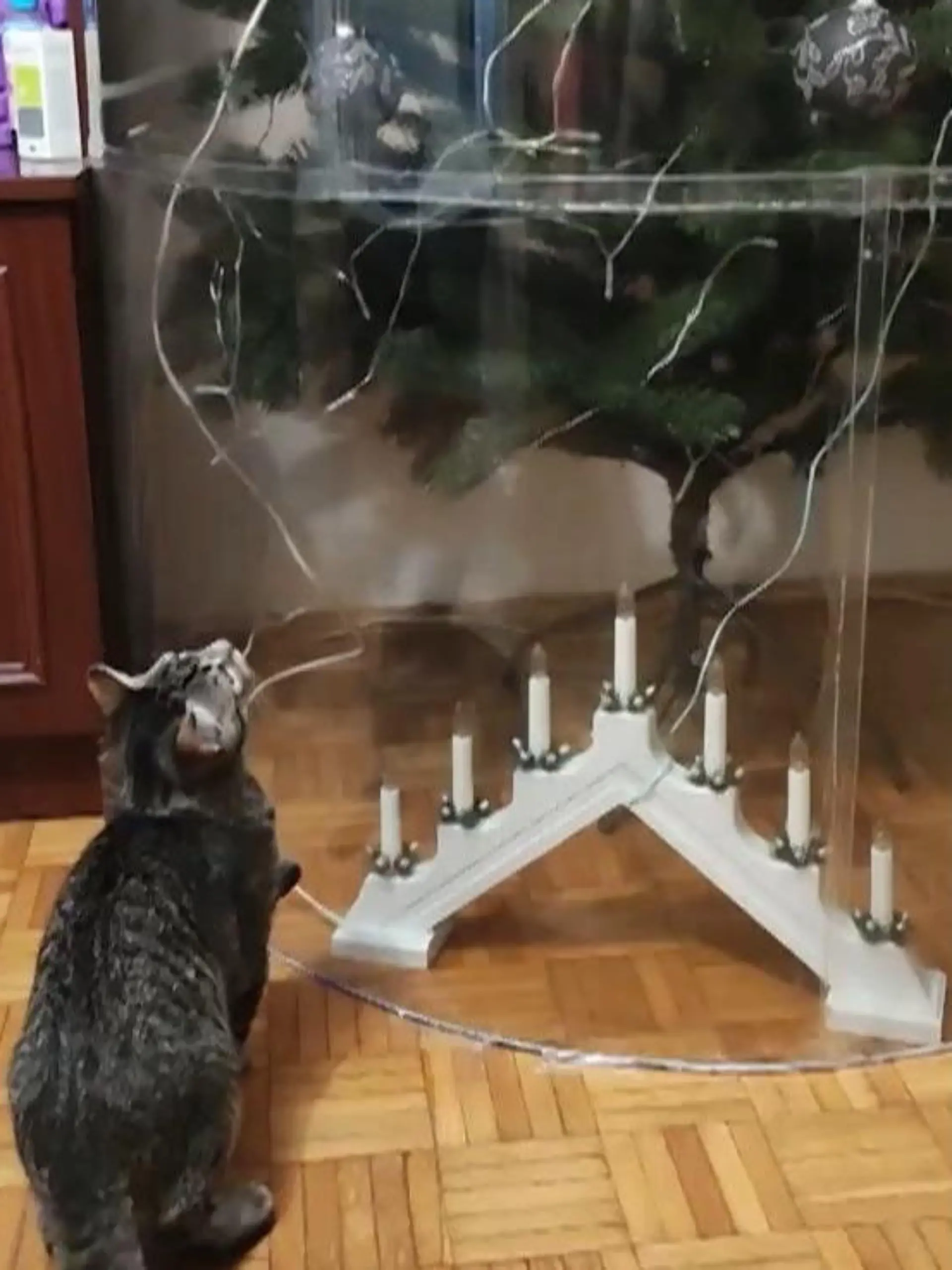 Ja, nicht alle Kombinationen passen zusammen. So reicht es Katzen oft nicht aus, den schön geschmückten Weihnachtsbaum lediglich vom Boden aus zu bestaunen, nein, sie wollen direkt mittenreinspringen. Um das zu vermeiden, hat sich Halyna Stanislavovas Mann eine ganz besondere Kreation einfallen lassen. Ob sie die Mieze wirklich vom Baum trennen kann, seht ihr im Video.