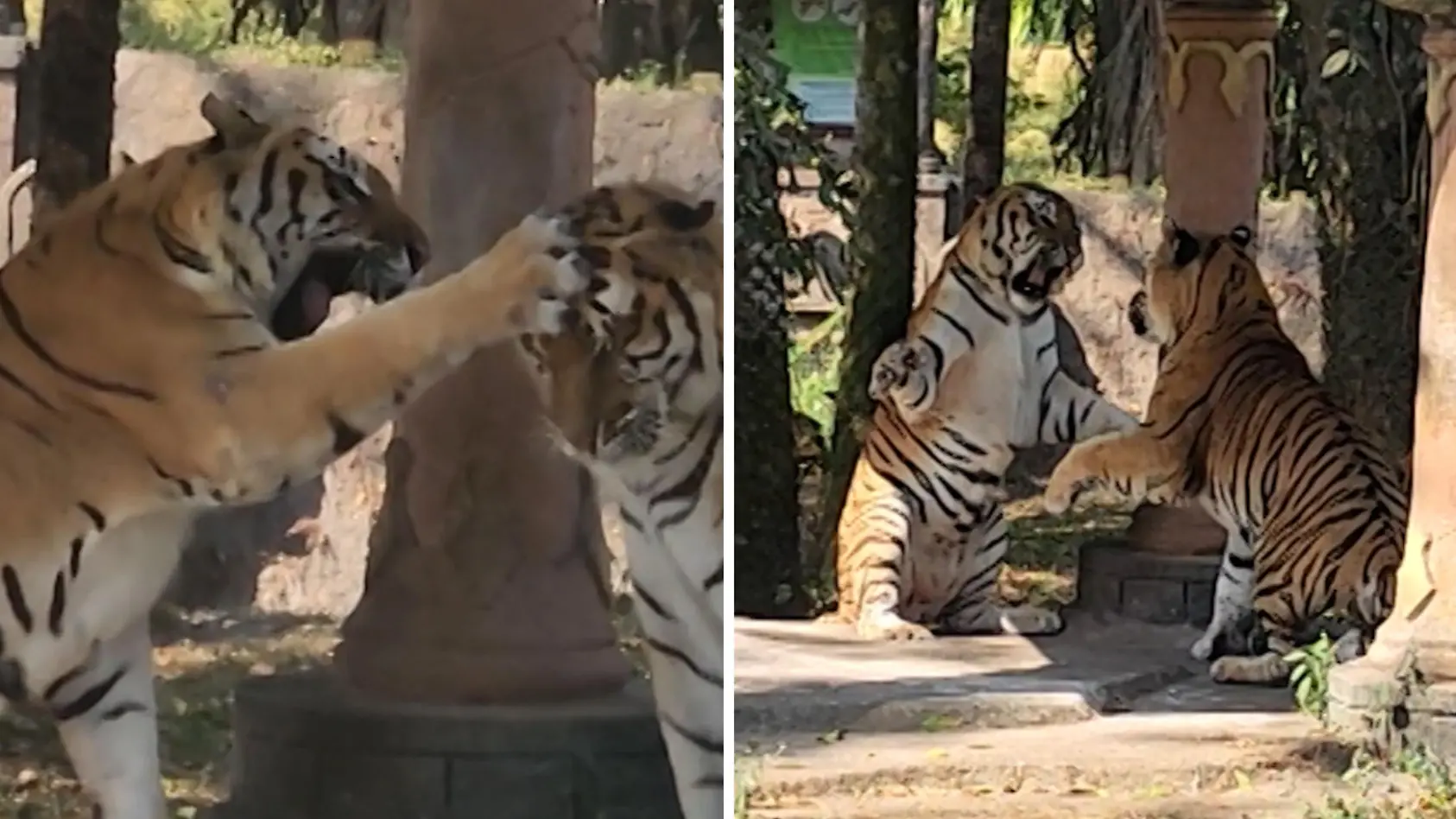 Zwei Tiger fetzen sich im Safaripark
