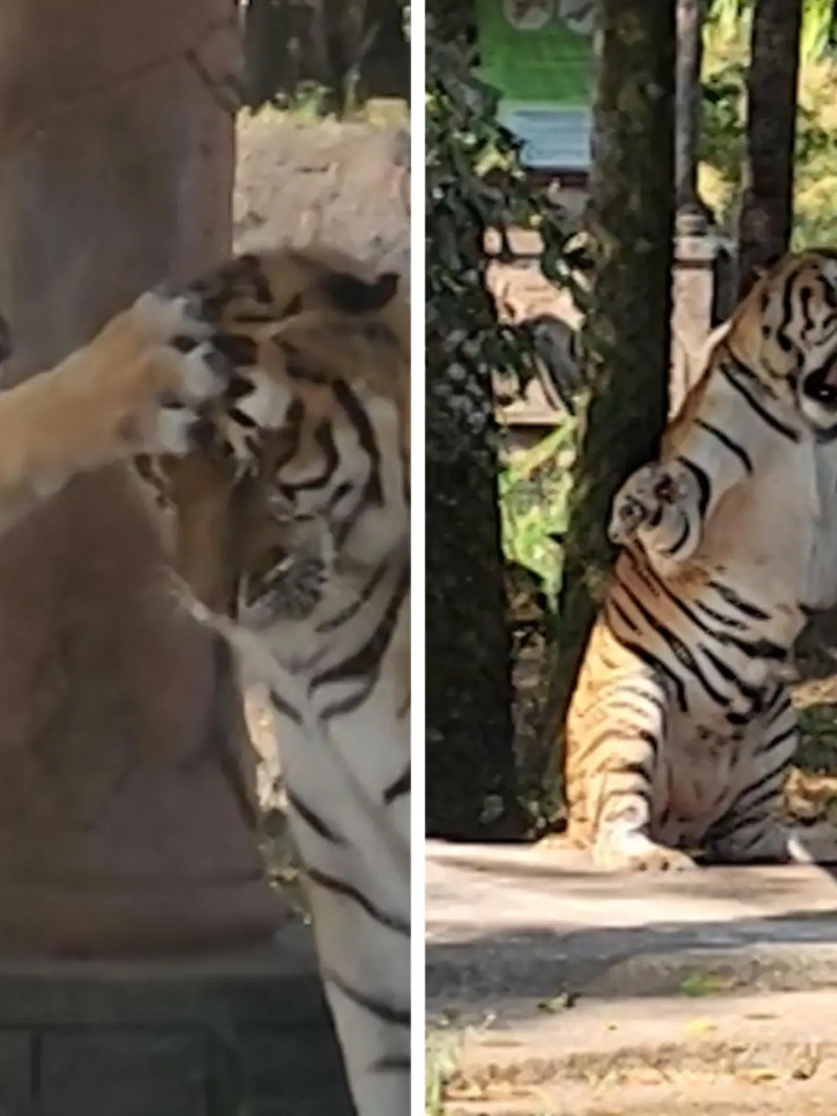 Anmutig schleicht ein Tiger auf einen anderen zu und nur einen kurzen Augenblick später fetzen sich die beiden Wildkatzen. Da werden die Krallen ausgefahren und laut gebrüllt. Einer der Tiger stellt sich sogar auf die Hinterbeine, um sich größer zu machen. Und das scheint auch gewirkt zu haben, denn der zweite Tiger verlässt kurz darauf den Kampfschauplatz.