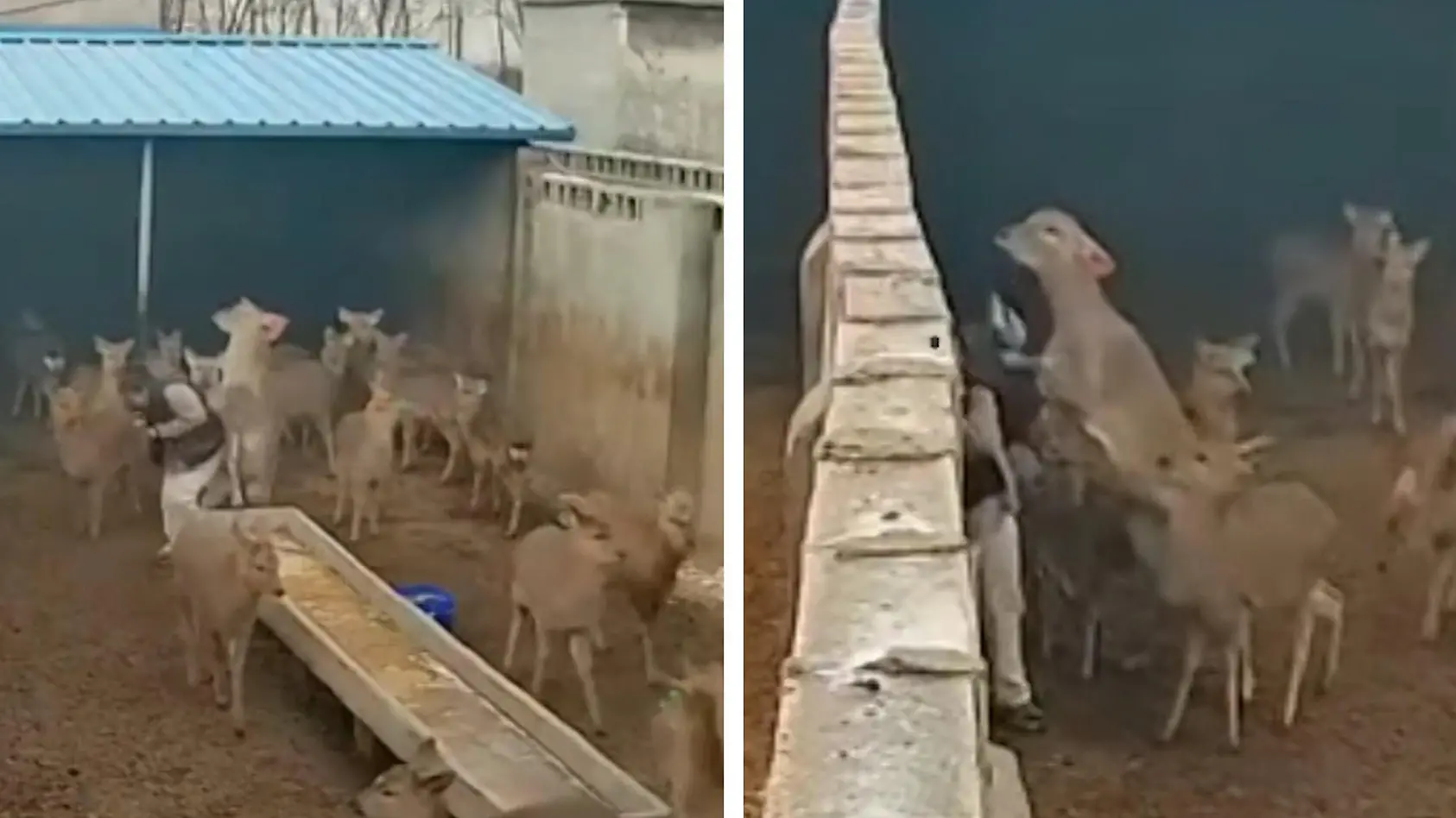 Aggro-Hirsch boxt Frau im Gehege