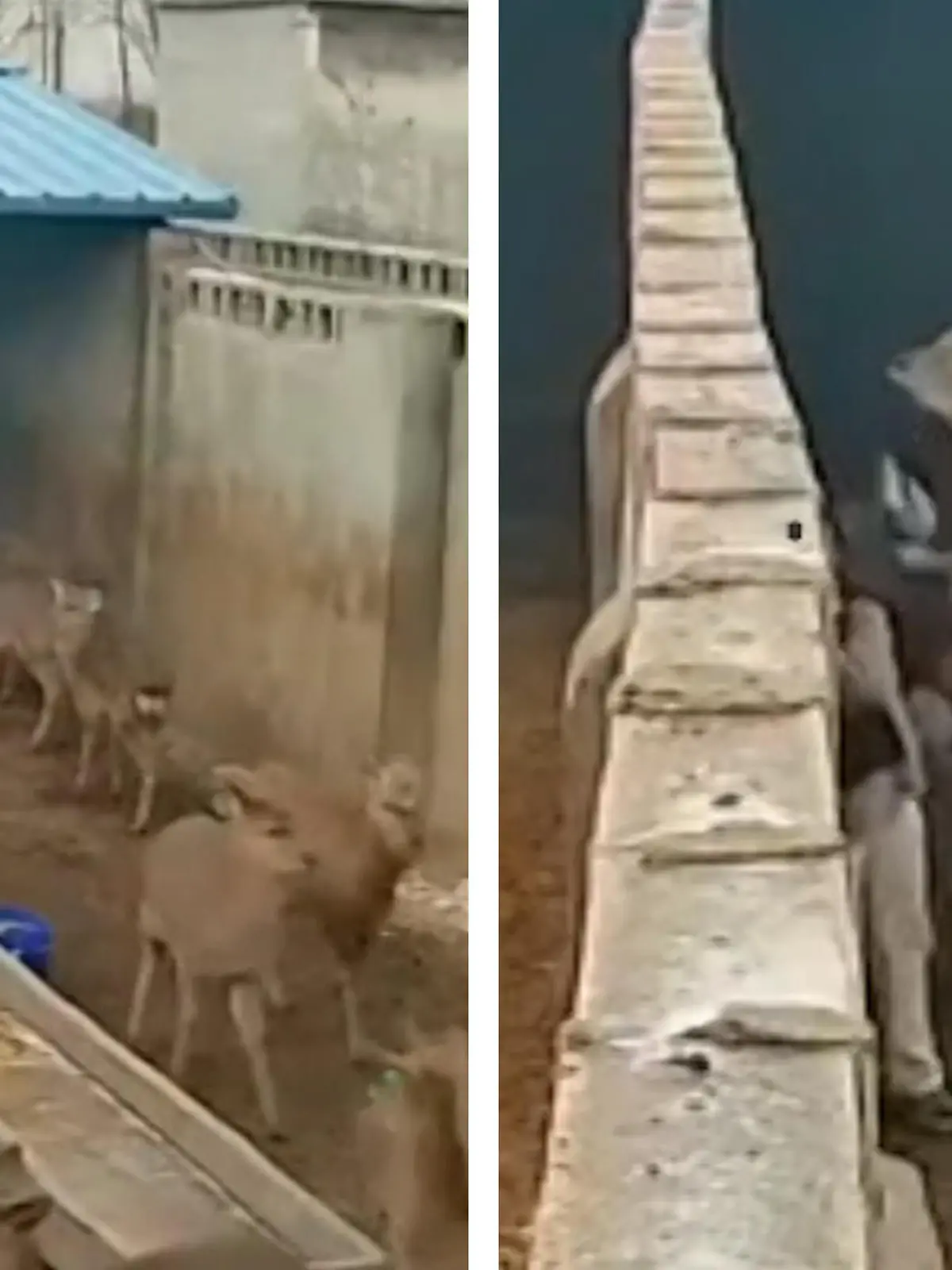 Kurz vor Weihnachten rastet ein Hirsch auf einer Farm in China komplett aus und attackiert eine Frau. Sie hat keine Chane Chance gegen das aggressive Tier und schreit um Hilfe. Ob der Hirsch Angst hatte, dass er als Delikatesse auf dem Weihnachtstisch landet? Im Video seht ihr die beängstigenden Szenen und erfahrt, ob das Tier am Ende doch noch von der Frau ablässt.