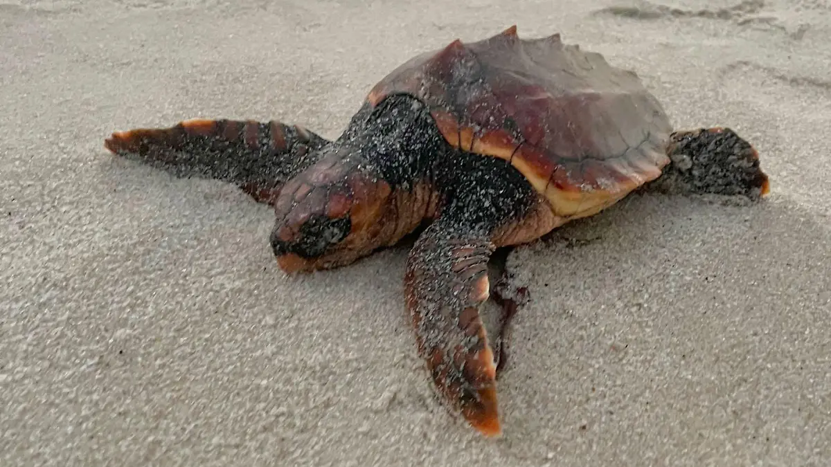 Die kleine Schildkröte hatte Glück im Unglück.