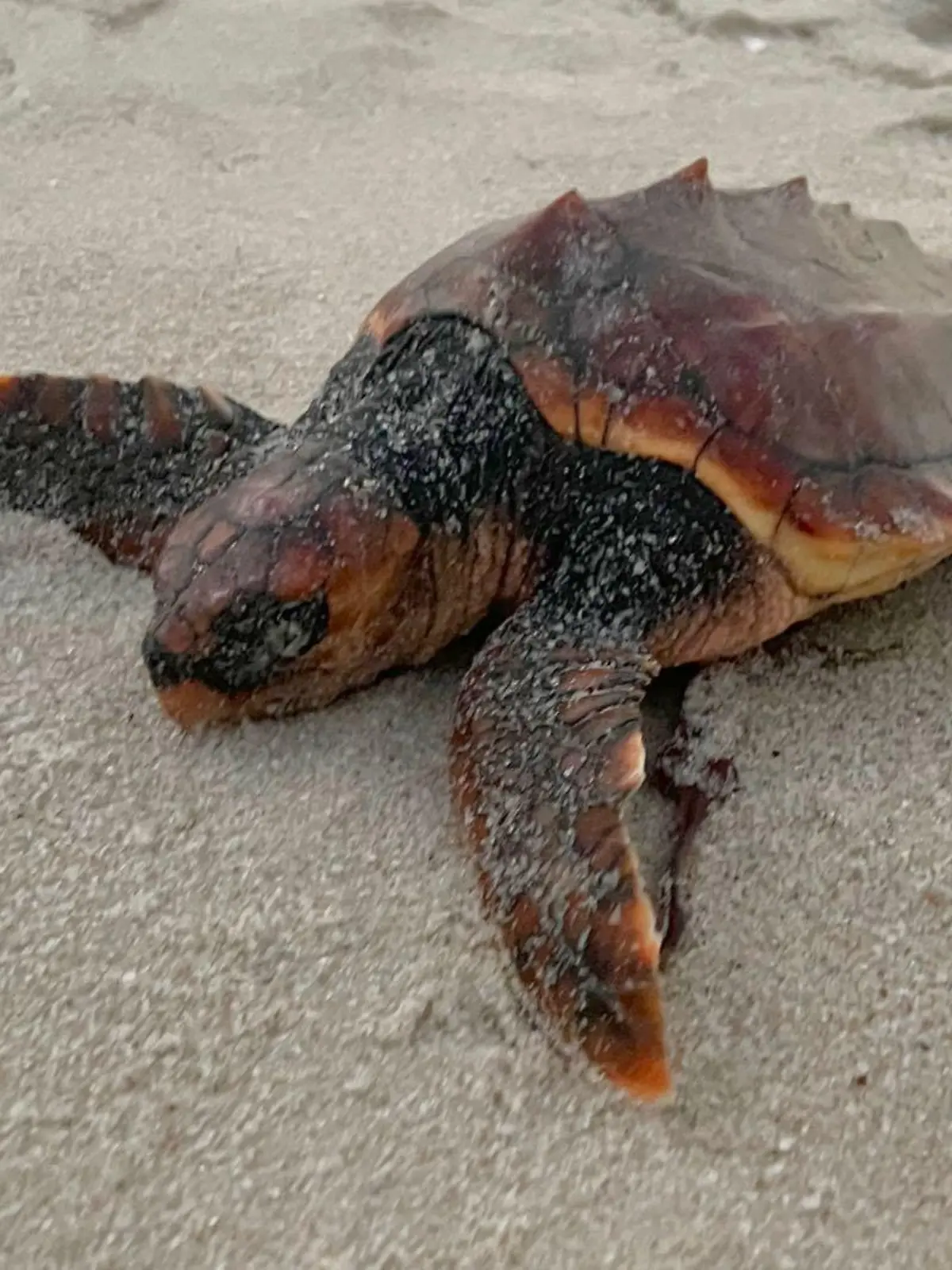 Die kleine Schildkröte hatte Glück im Unglück.