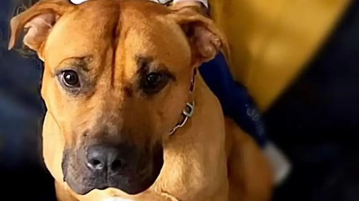 epi 216769567   0 XL-Bully-to-be-des.jpg