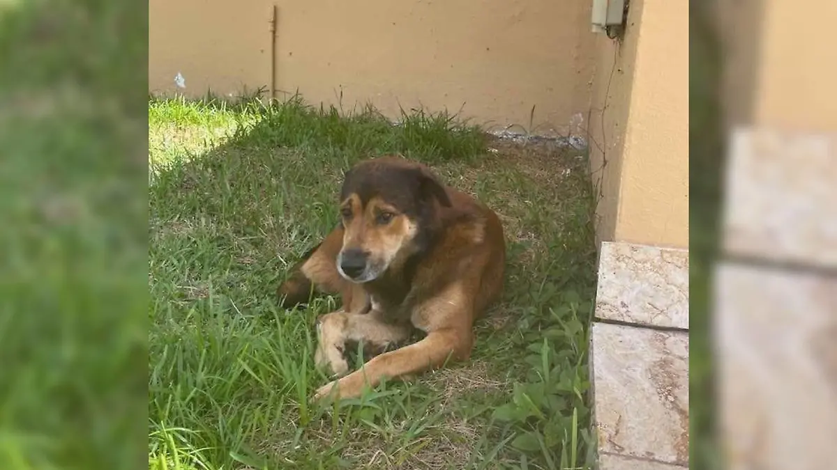 Hund Salvatore auf Florida, der von seinen Besitzern verlassen wurde.