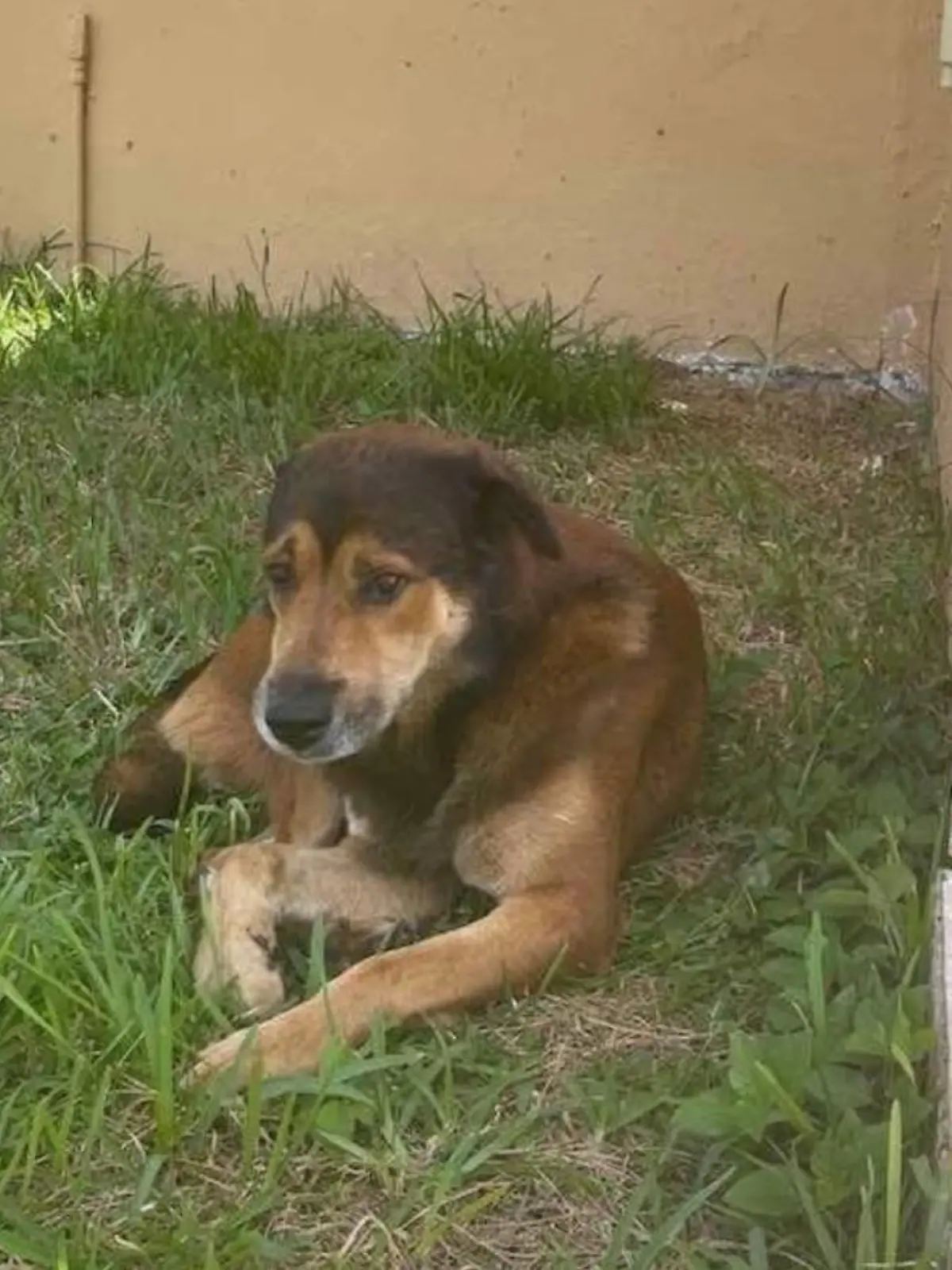 Hund Salvatore auf Florida, der von seinen Besitzern verlassen wurde.