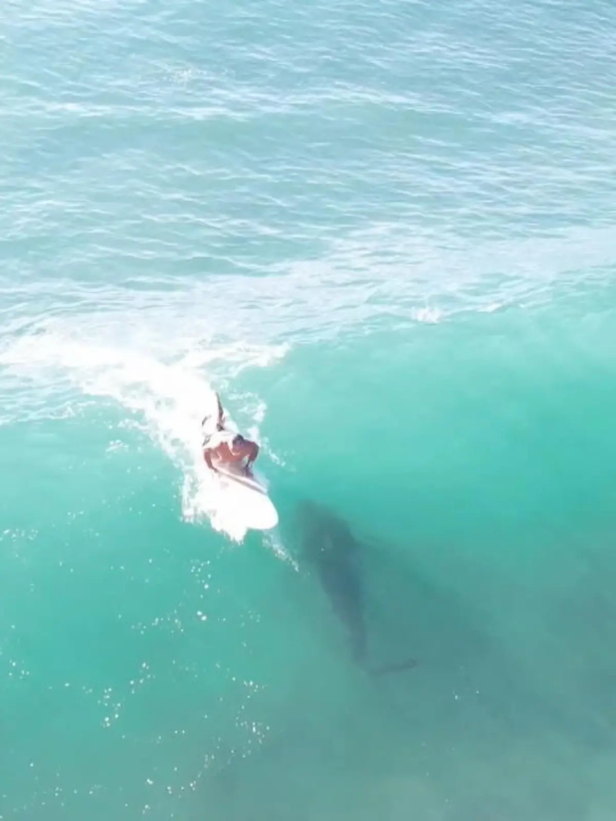 Als Lewis Watson am Strand von Hawaii seine Drohne steigen lässt, ahnt er noch nicht, was ihm gleich vor die Linse schwimmen wird: ein riesiger Tigerhai. Und damit nicht genug. Watson filmt auch, wie das Tier haarscharf unter einem Surfer hindurchschwimmt, der den Hai offenbar nicht gesehen hatte.