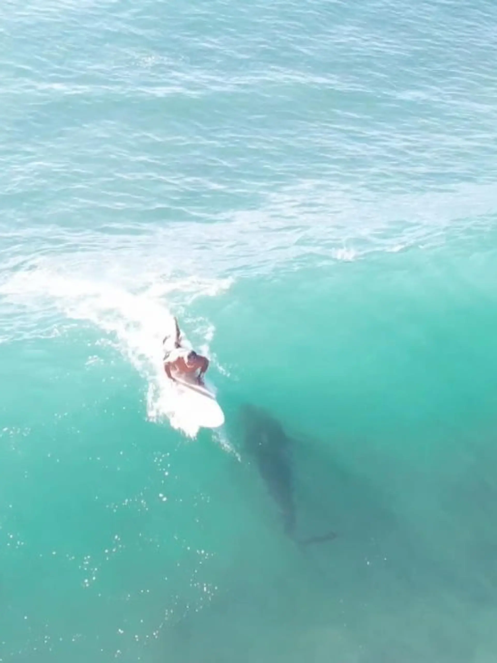 Als Lewis Watson am Strand von Hawaii seine Drohne steigen lässt, ahnt er noch nicht, was ihm gleich vor die Linse schwimmen wird: ein riesiger Tigerhai. Und damit nicht genug. Watson filmt auch, wie das Tier haarscharf unter einem Surfer hindurchschwimmt, der den Hai offenbar nicht gesehen hatte.