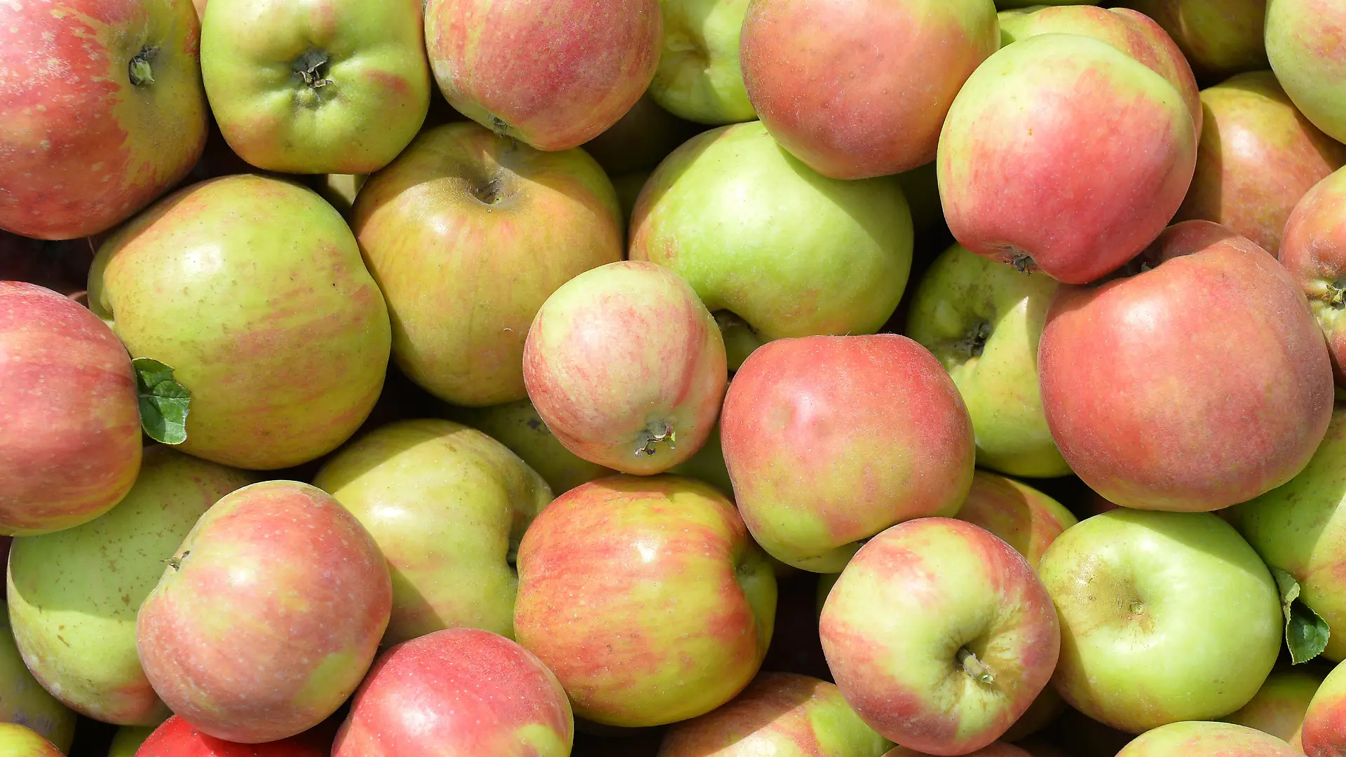 ARCHIV - Äpfel der frühen Sorte "Grafensteiner" liegen am 11.08.2014 auf einer Apfelbaumplantage in Jork (Niedersachsen) in einer Kiste. Die Apfelernte der frühen Sorten im Alten Land hat begonnen. Foto: Carmen Jaspersen/dpa (zu lni vom 19.08.2015) +++(c) dpa - Bildfunk+++